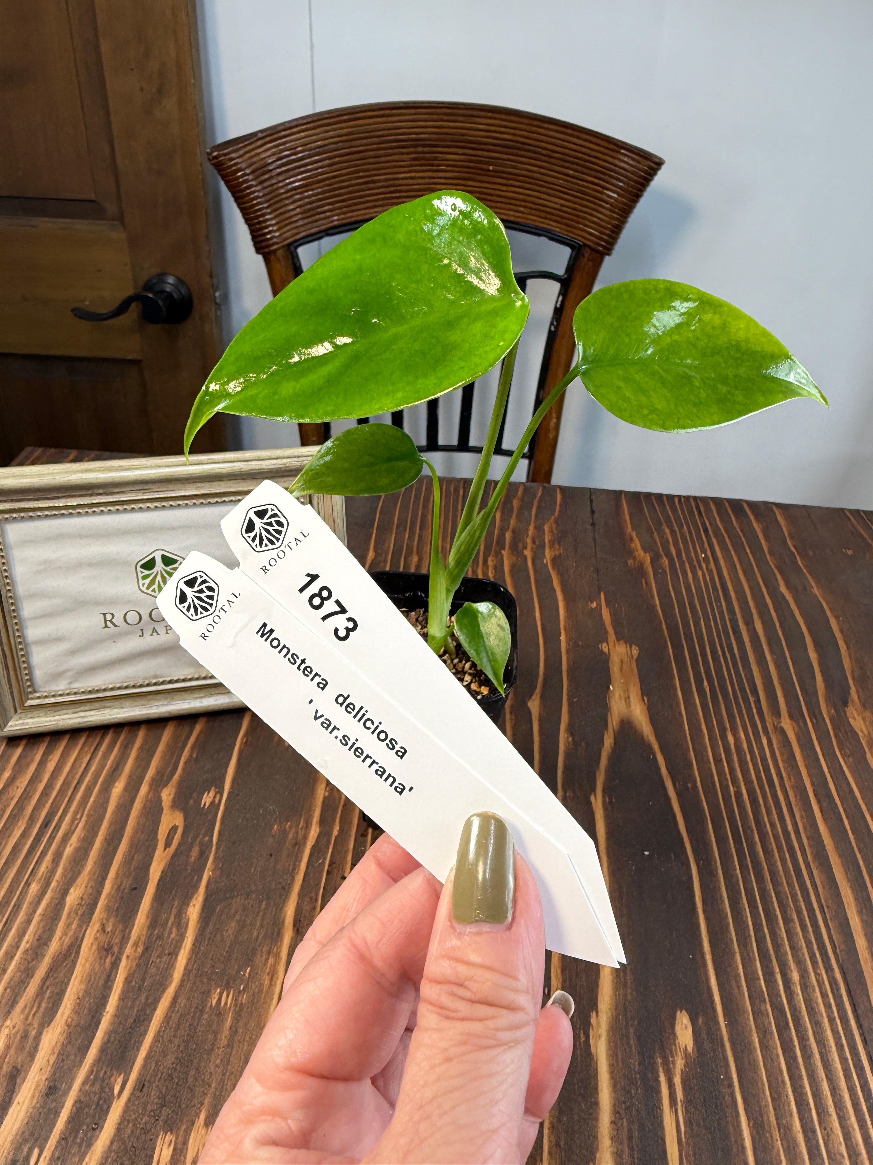 M*j様 新春スペシャル モンステラ ポンポン tc モンステラ | ROOTALPLANTS