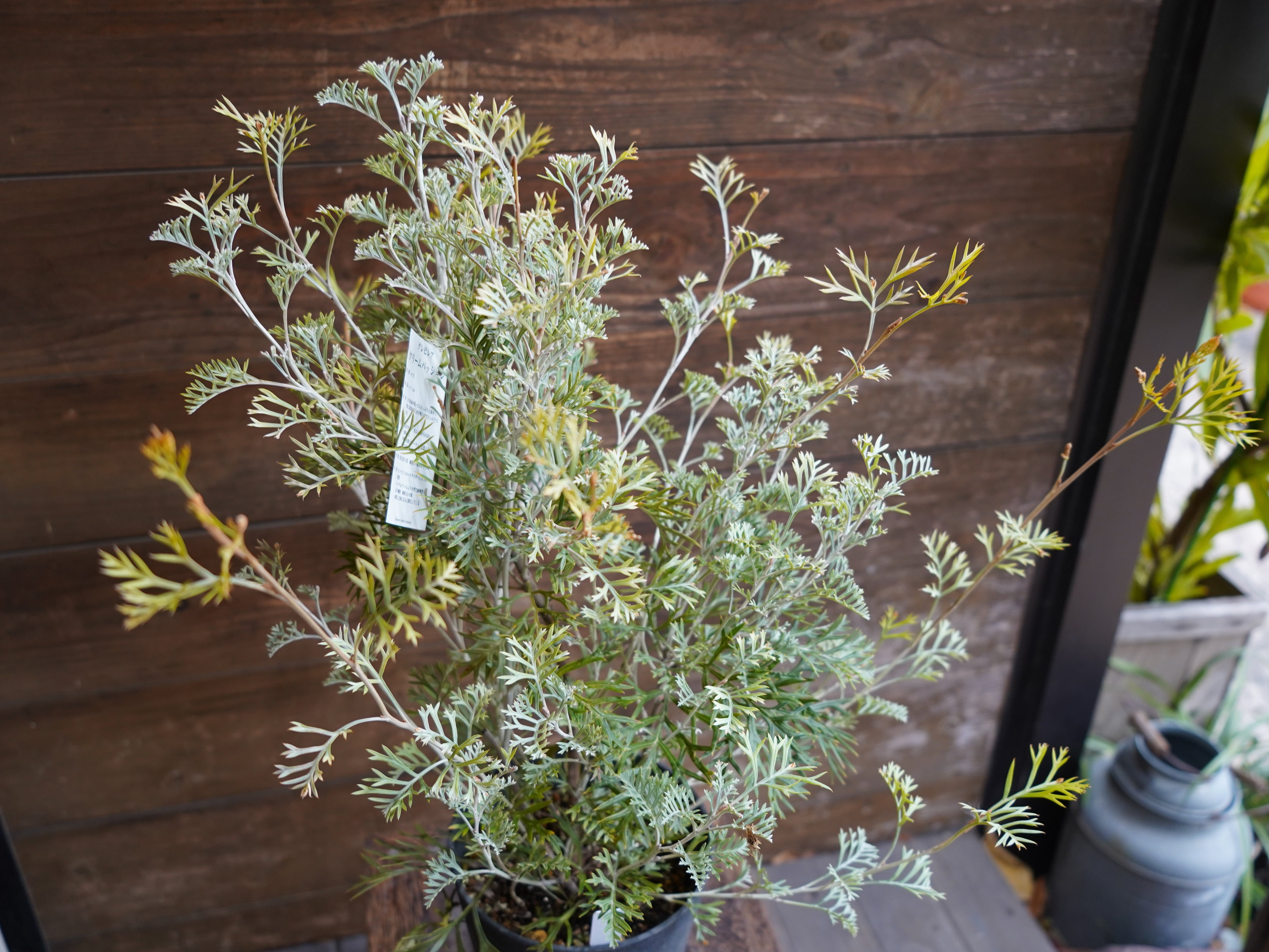 【現物】グレビレア　”クリームパッション”　A