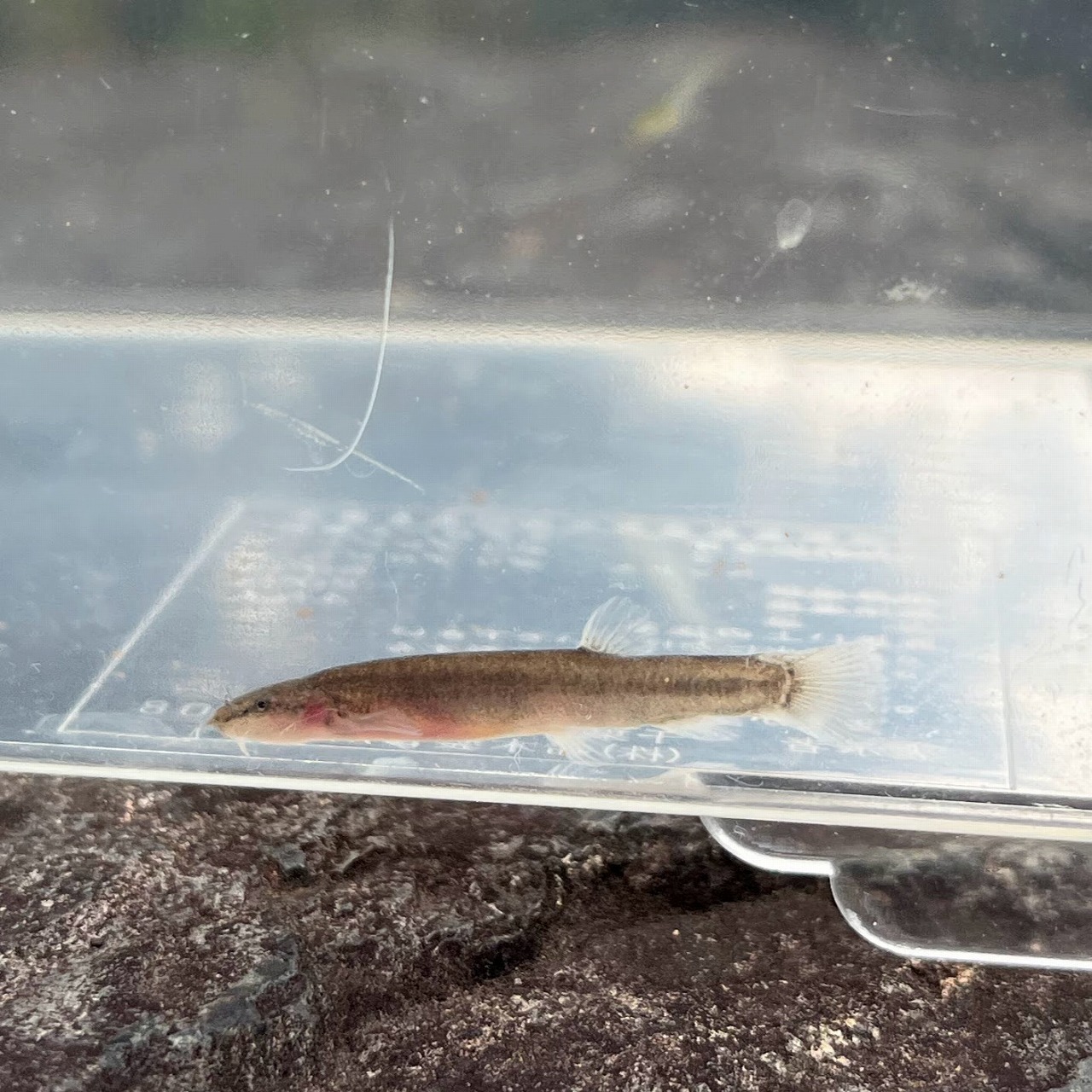 ※セット販売※（淡水魚）小さめ　ナガレホトケドジョウ　2～4ｃｍ±（3匹）【生体】