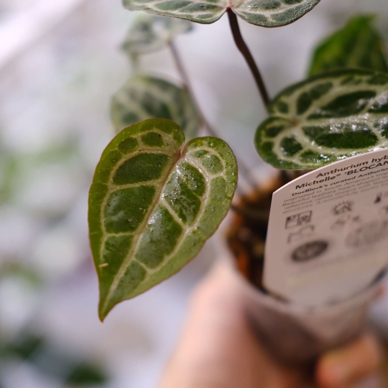 【希少】Anthurium 'Michelle' by DOC BLOCK④ / アンスリウム・ミシェル