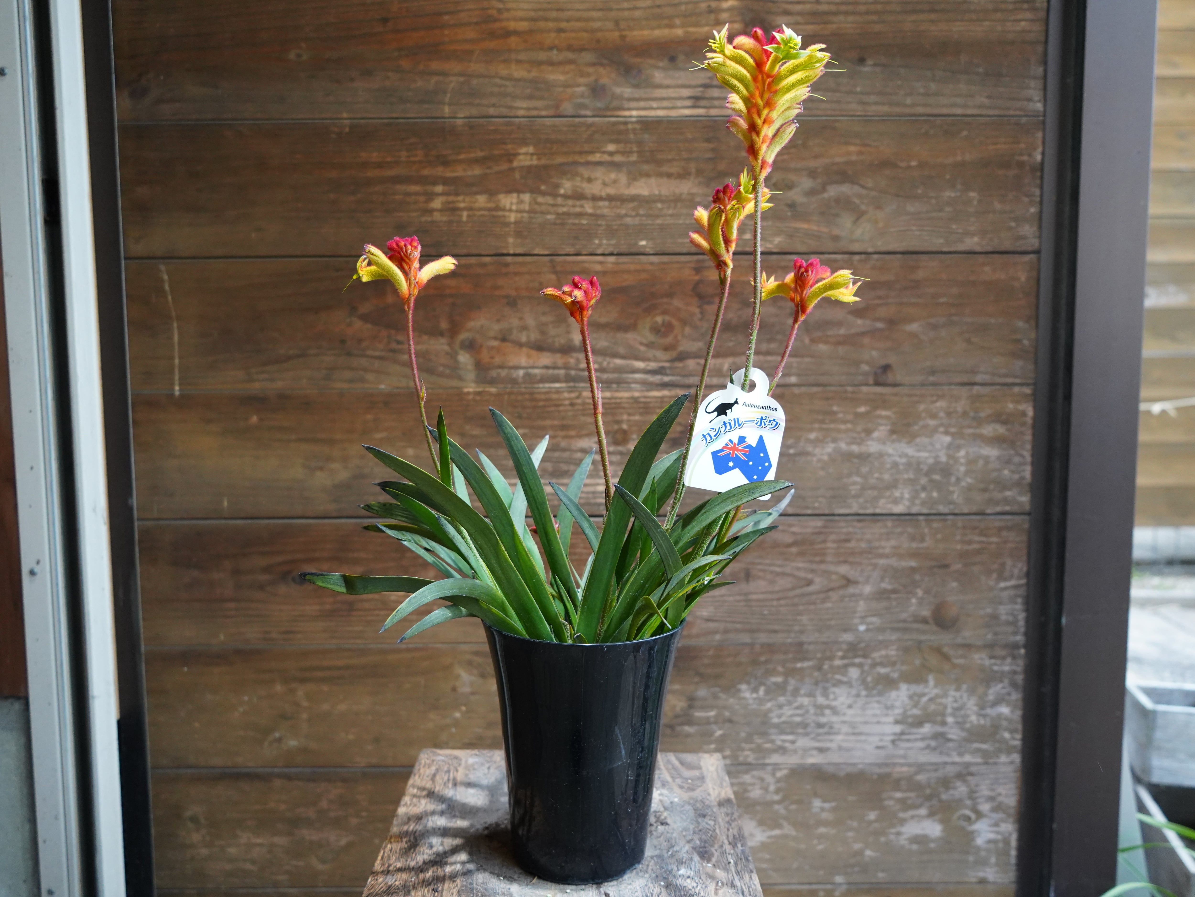 【現物】カンガルーポー（イエロー、オレンジ）