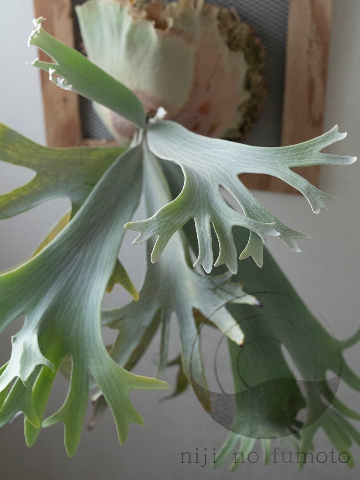 P.E-1 (Bifurcatum sp. white) OC PUP / ビカクシダ E-1子株 25−005