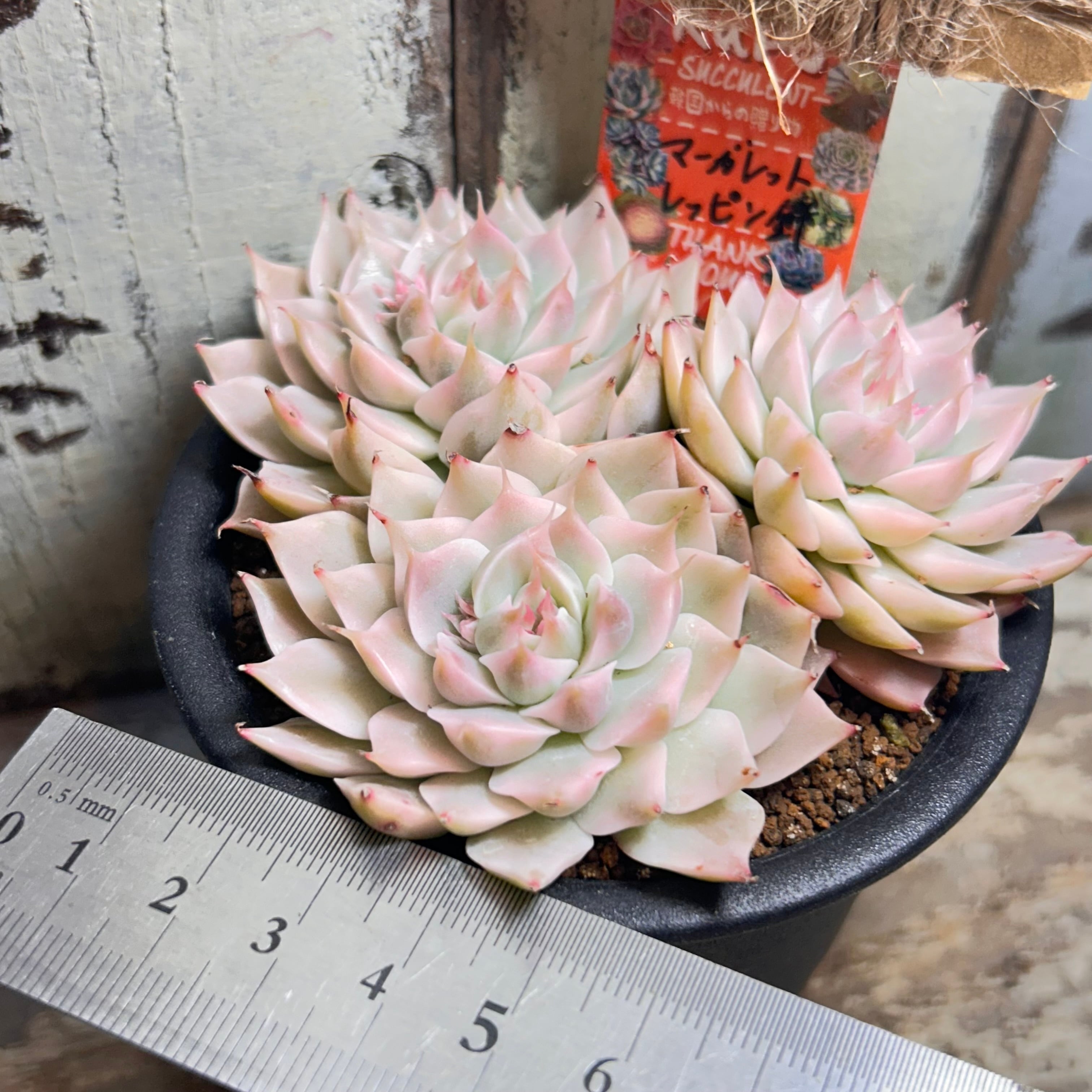 マーガレットレッピン錦 | RuPo 多肉植物専門店