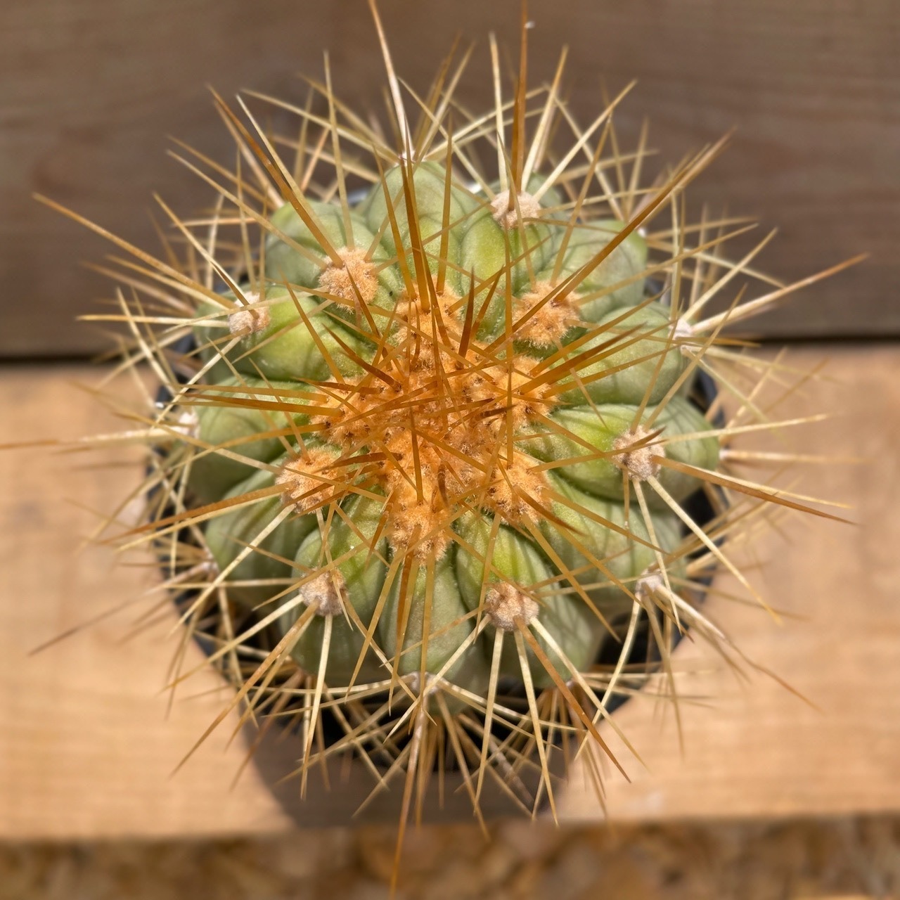Copiapoa Haseltoniana【コピアポア・ハセルトニアナ・実生】