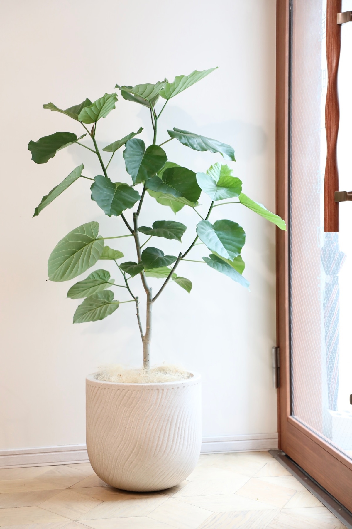 Ficus umbellata フィカス 程よく ウンベラータ 147cm8号