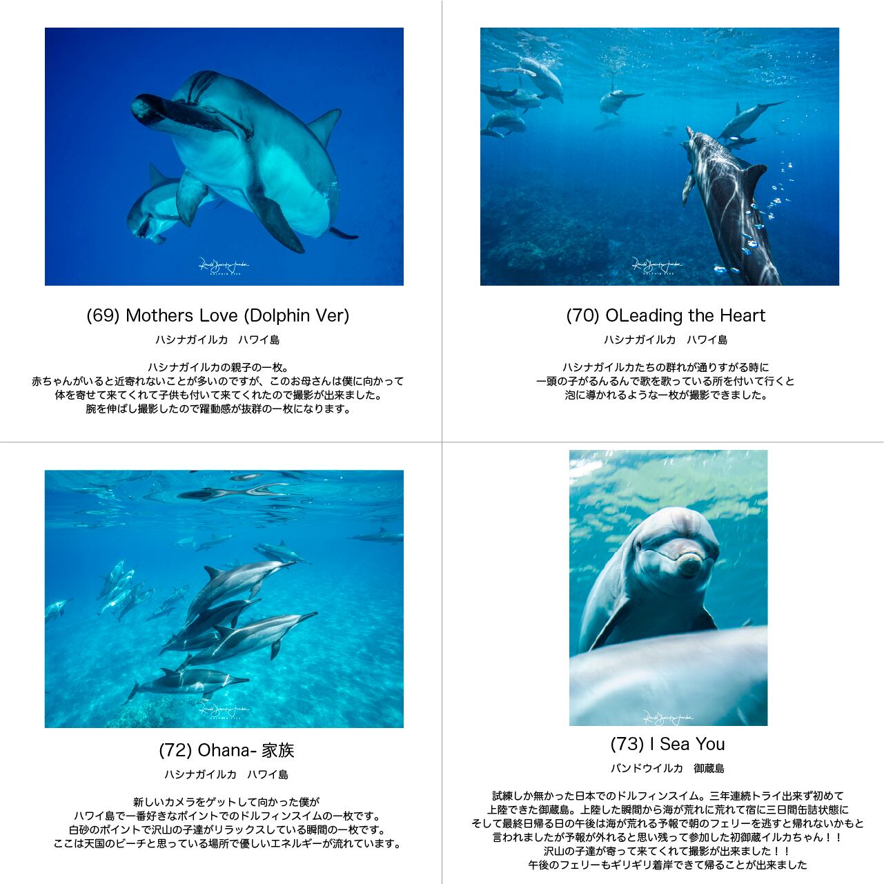DOLPHIN EYES 写真パネル A3サイズ相当 イルカ・クジラ・ウミガメ