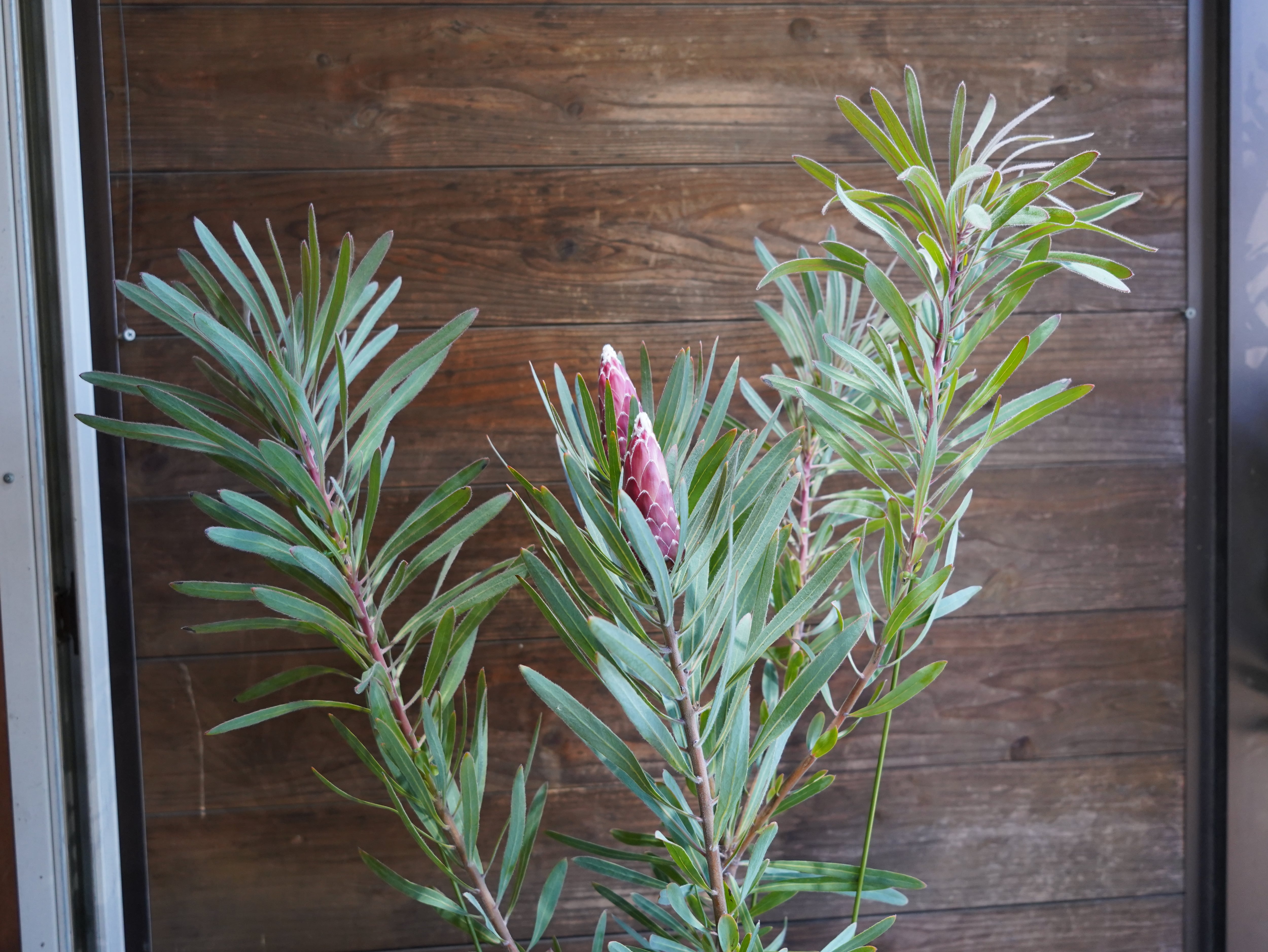 【現物】プロテア　”エクリプス”　