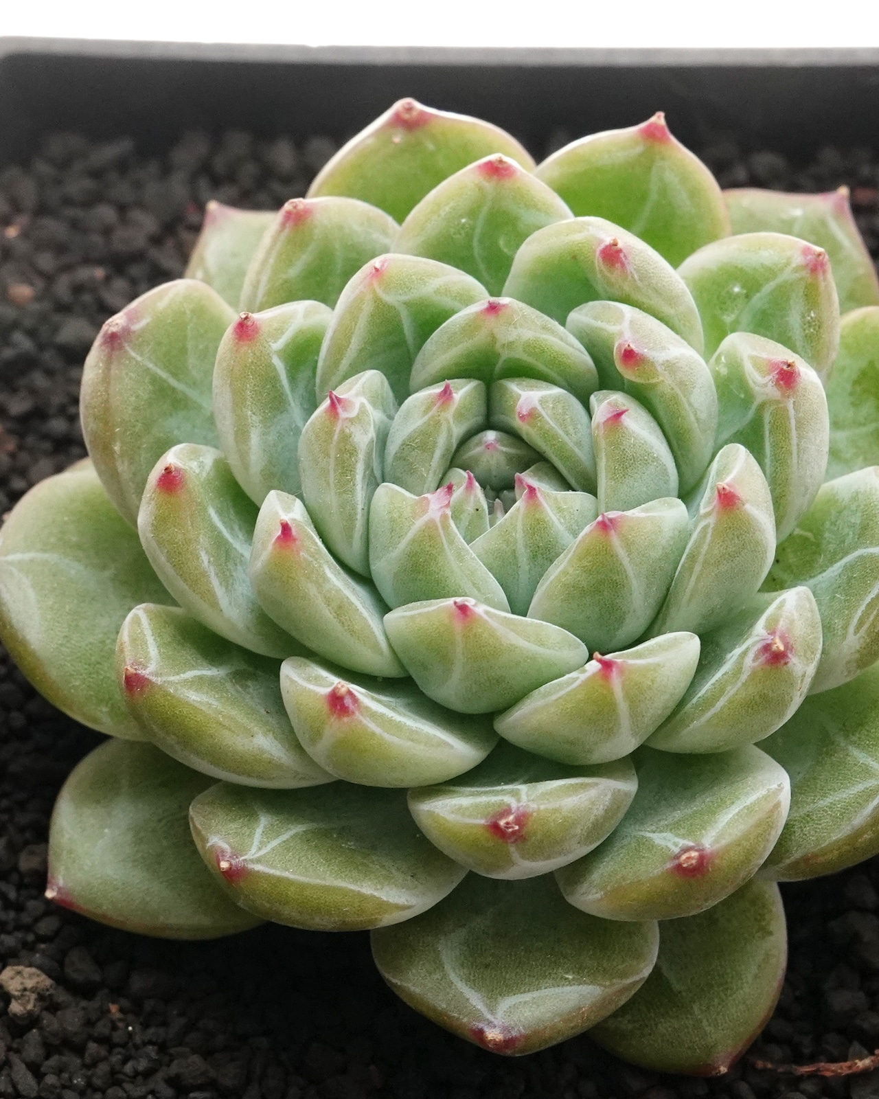 カット苗 スノーフレークジェニー Echeveria 'Snowflake Jenny'