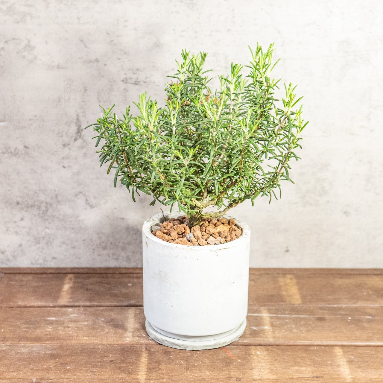 【一株ごとの厳選仕入れ】枝ぶりの良い個体を吟味。シルバーグリーンの葉が密集する美しい立ち姿は、インテリアの主役に最適。ザラっとした質感の手づくりモルタル鉢でシンプルにコーディネート|虫発生抑制|送料全国一律850円