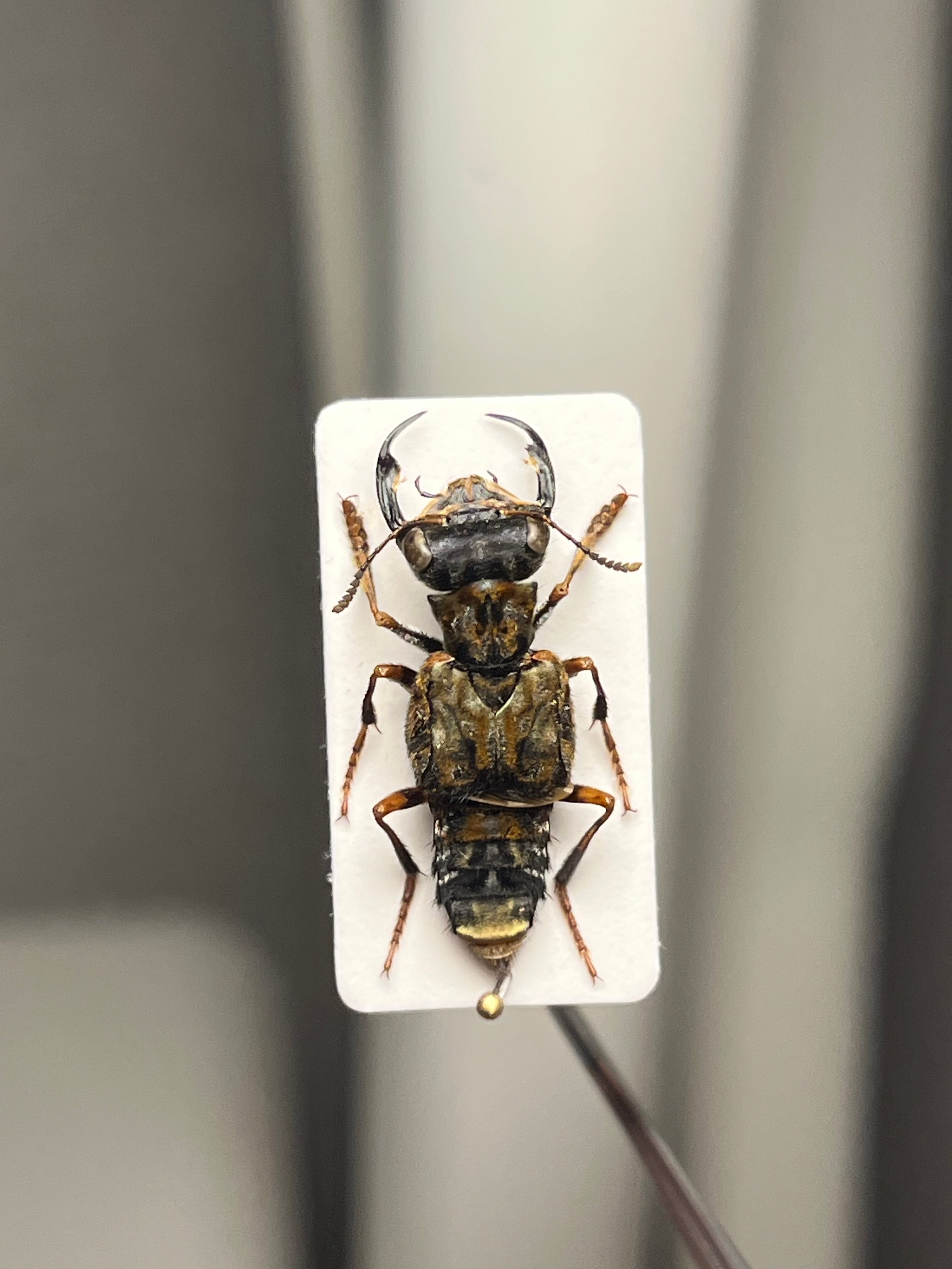 22mm】クワガタのような大顎を有したキバサビハネカクシ 標本