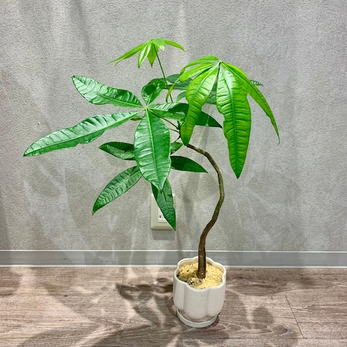 一点もの【パキラ】｜観葉植物｜発財樹｜Money tree｜開店祝い｜新築祝い｜引越し祝い｜お祝い｜自宅用