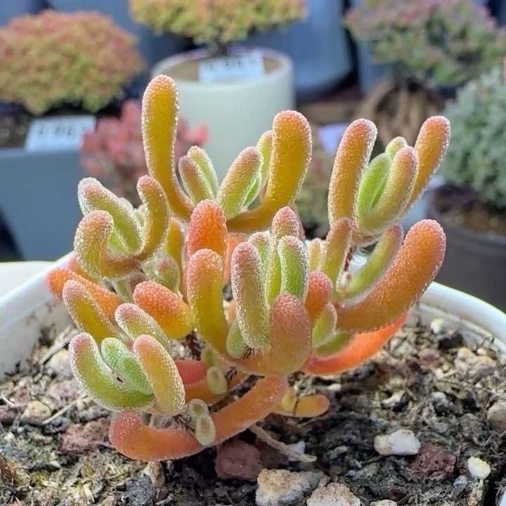 多肉植物 アエオニウム 孔雀白錦 レア #sb 5 | Pay ID