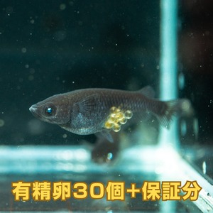 ブルーアイ　有精卵（30個）