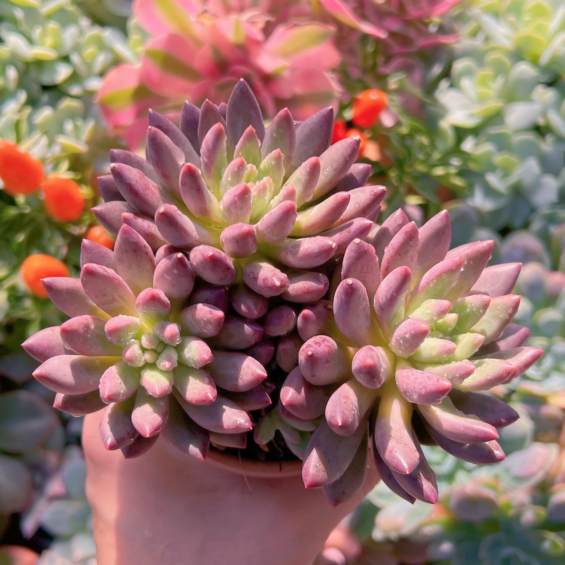 多肉植物　新品種　虞美人流砂体　群生　新入荷