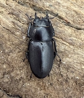 【F0】《コクワガタ 対馬産 35mm ♂♀♀トリオ》