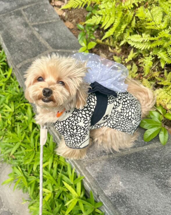 ピオニーの浴衣（黒白モダン） | plumeluxe