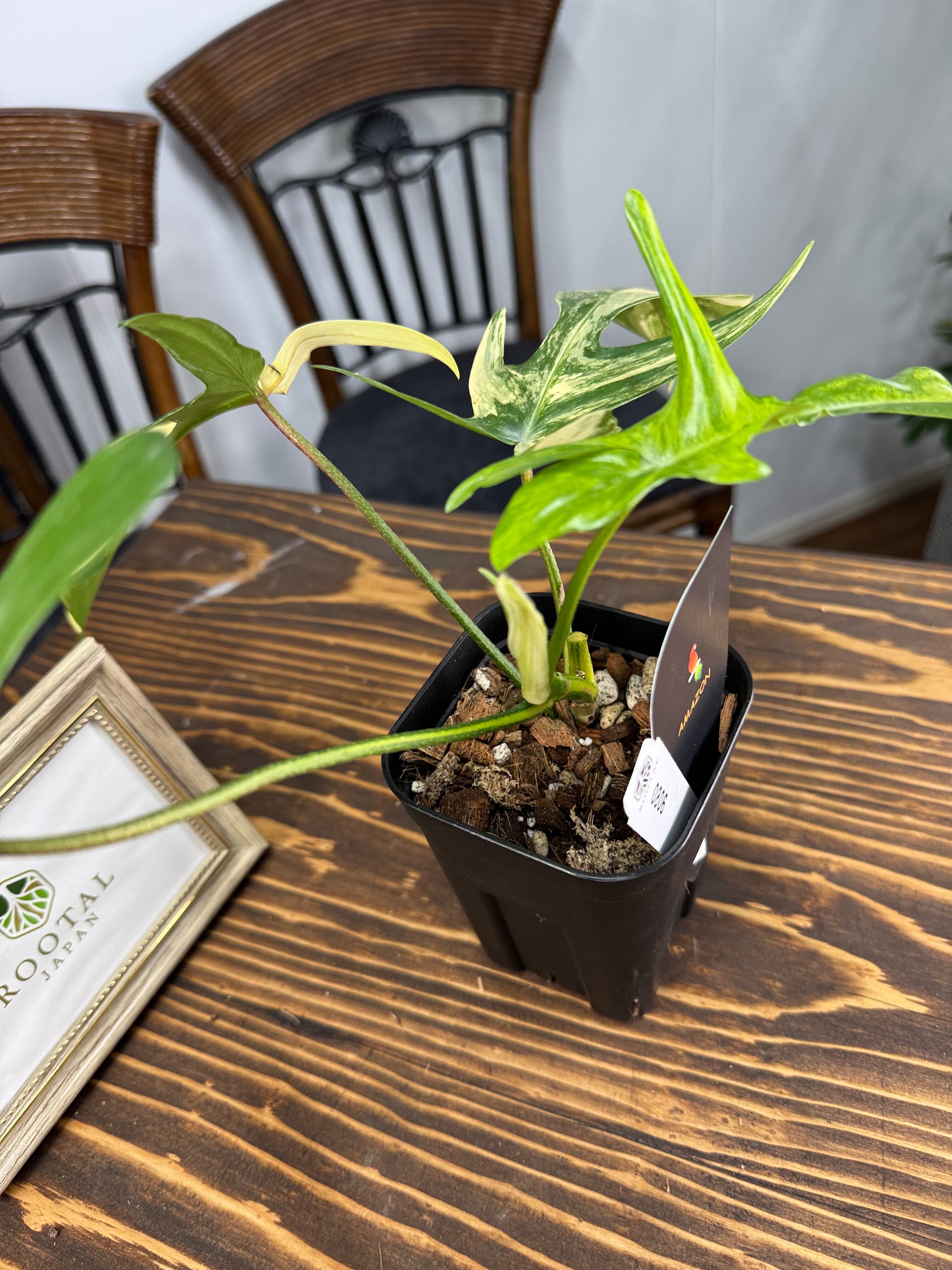 ☆806【かっこいいぞ】フィロデンドロン フロリダビューティー