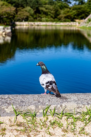 萩の鳩（Hagi City Pigeon）2021-3