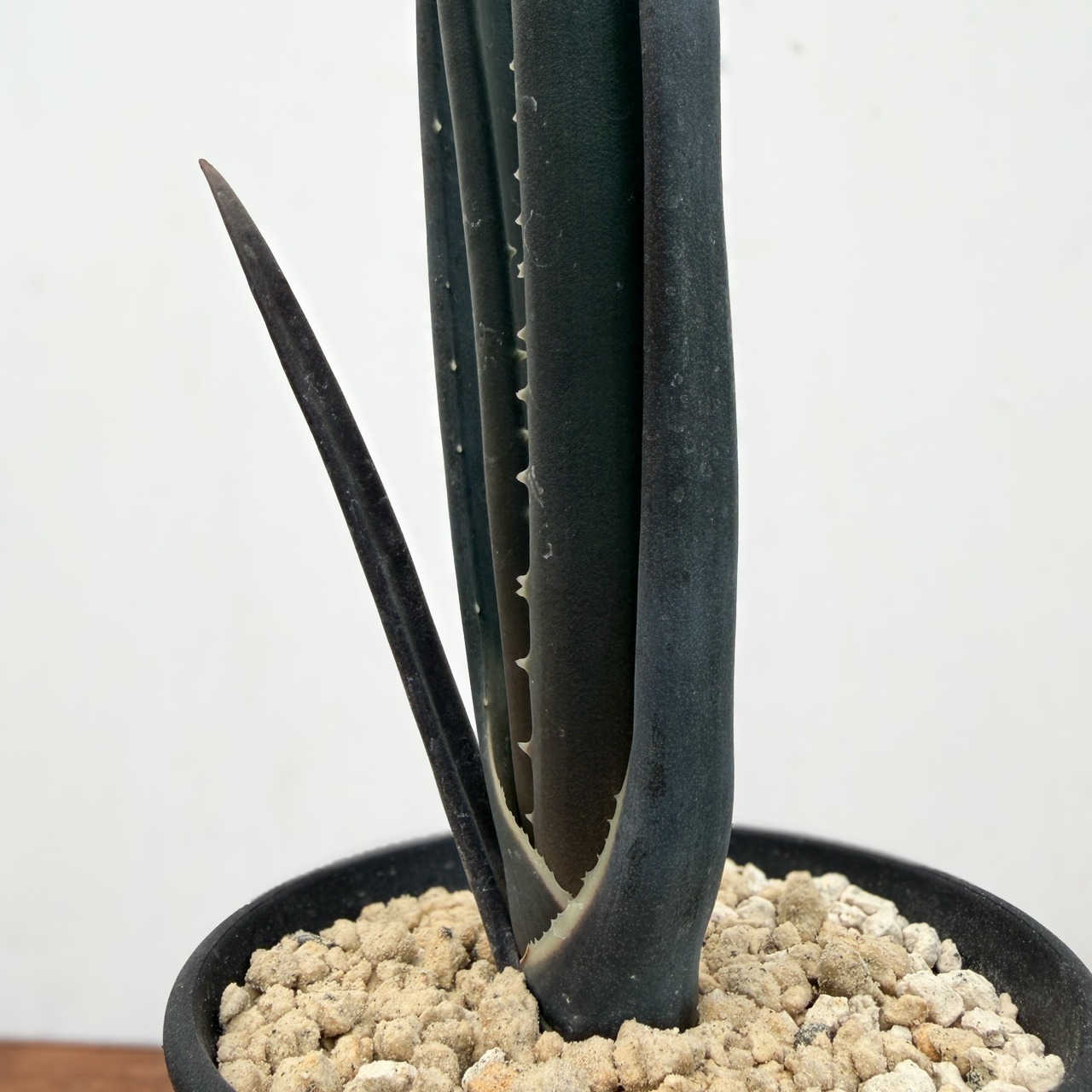 Aloe suzannae【アロエ・スザンナエ】