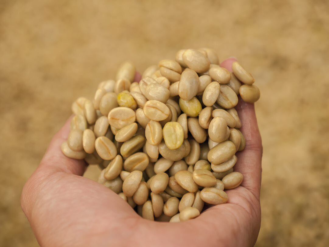 Sold Out コスタリカ ラスコリナス Anaerobic Natural（100g