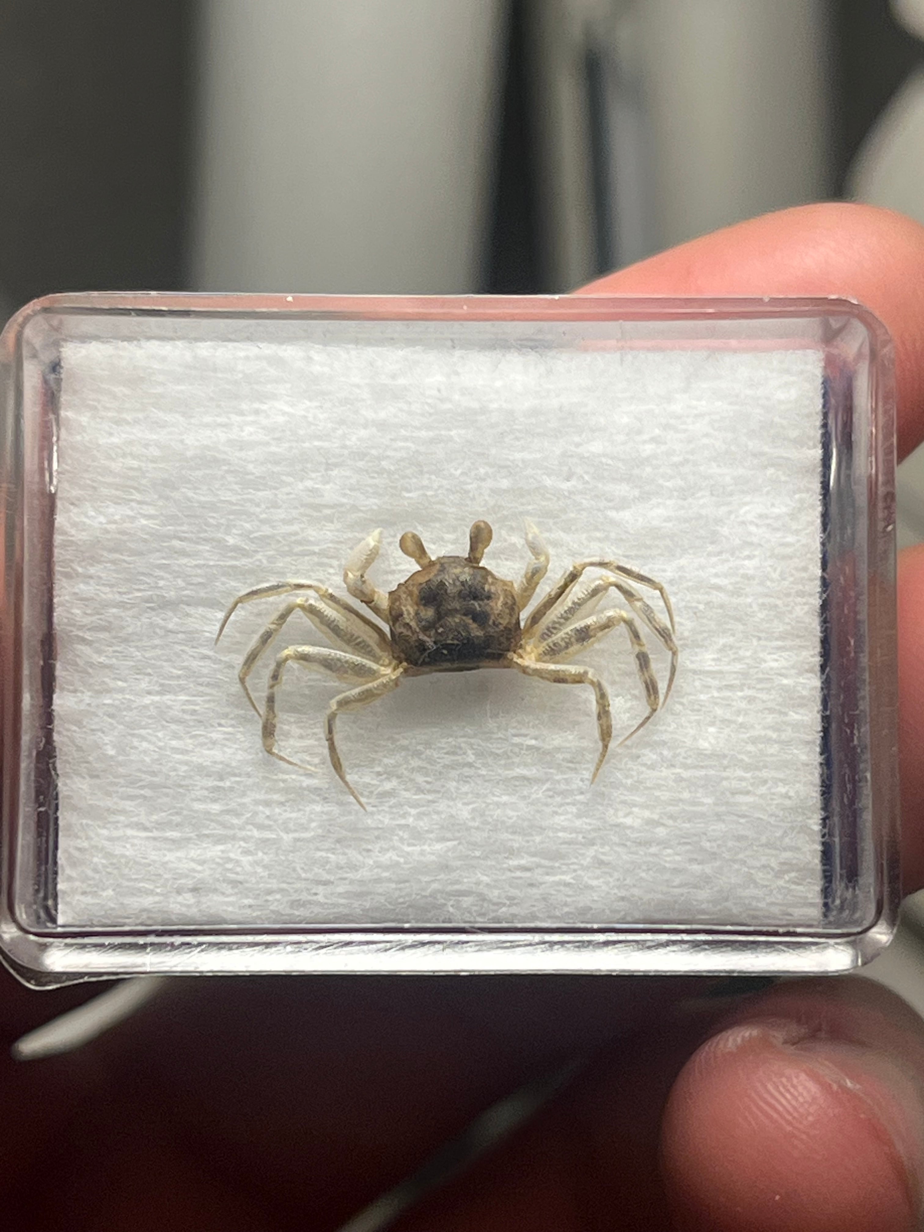 蟹標本】カニガニ 全長2cm程 蟹甲殻類エビ蝦蛄タランチュラワラジムシ