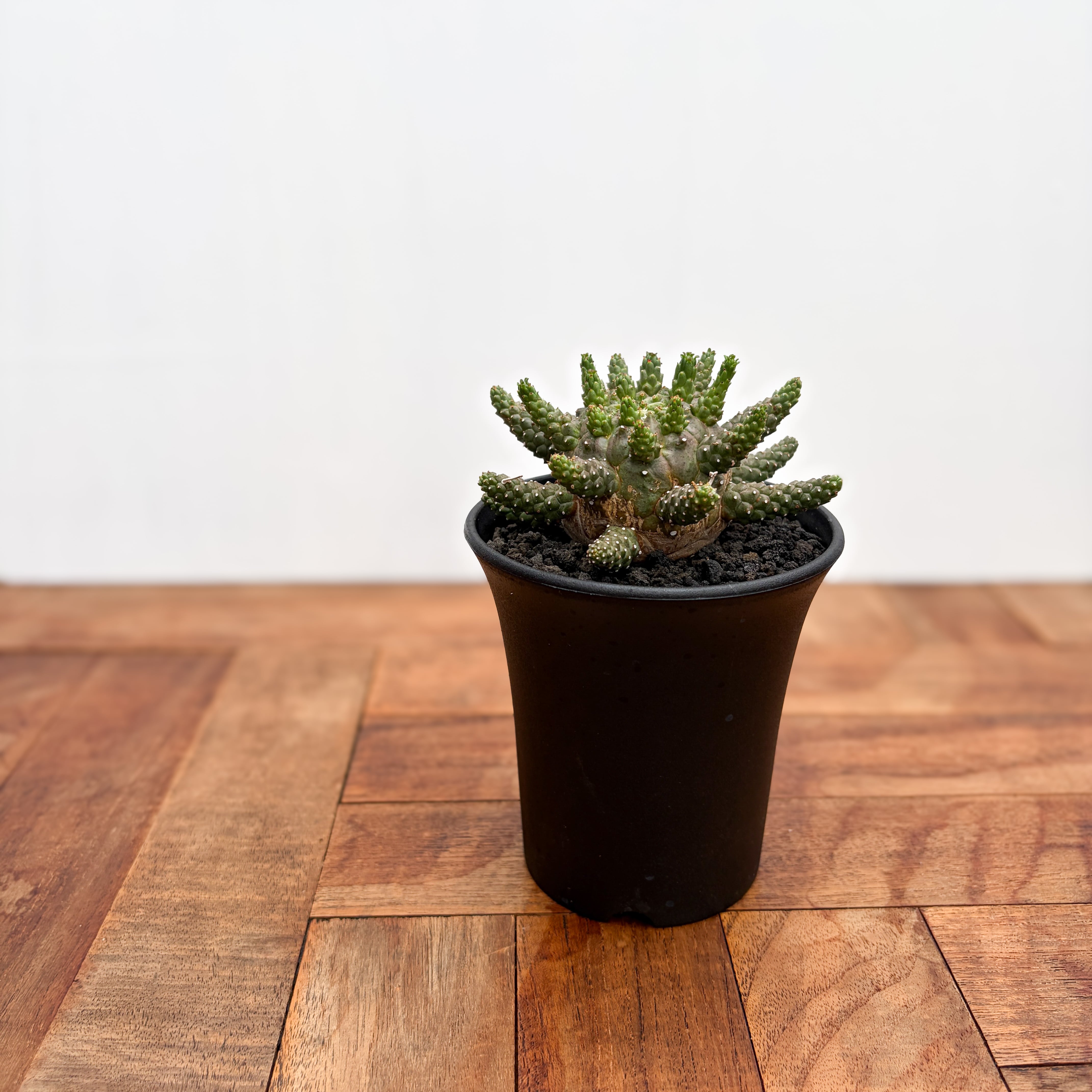 Euphorbia gamkensis 【ユーフォルビア・ガムケンシス】 | RIMO'S
