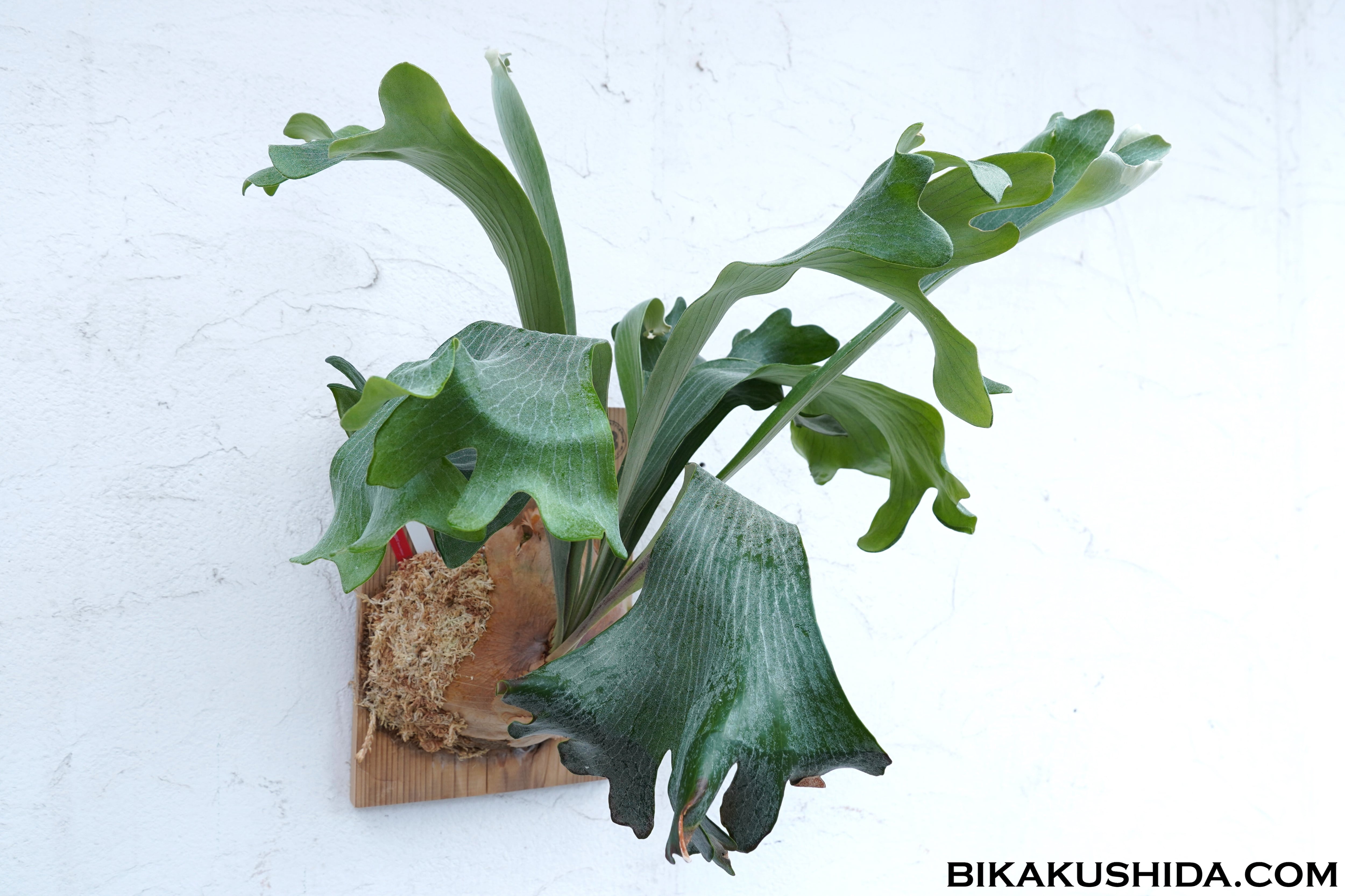 ビカクシダと僕。