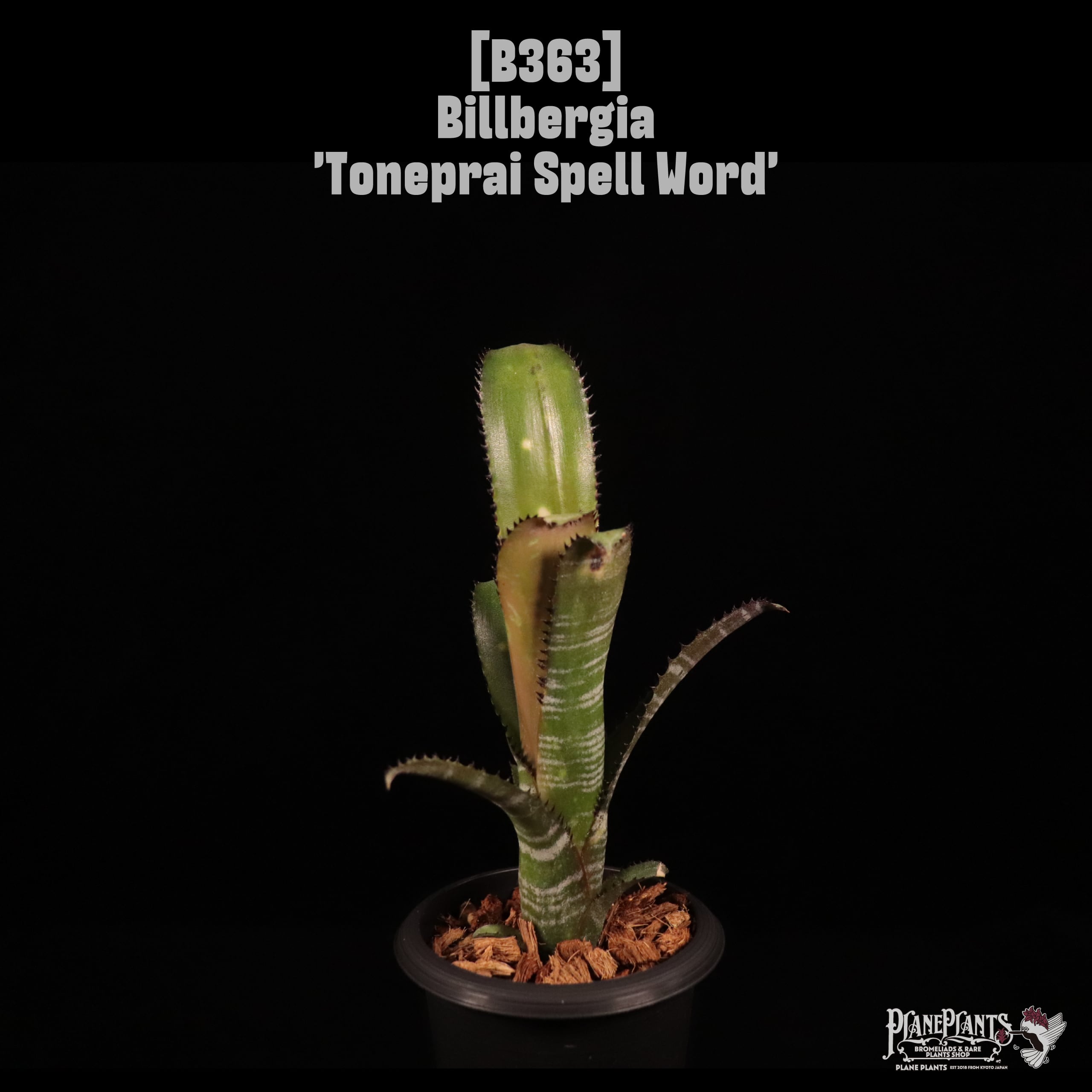 plane plants