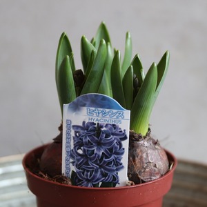 ヒヤシンス　ムラサキ　３球　球根　水耕栽培　室内でも育つ