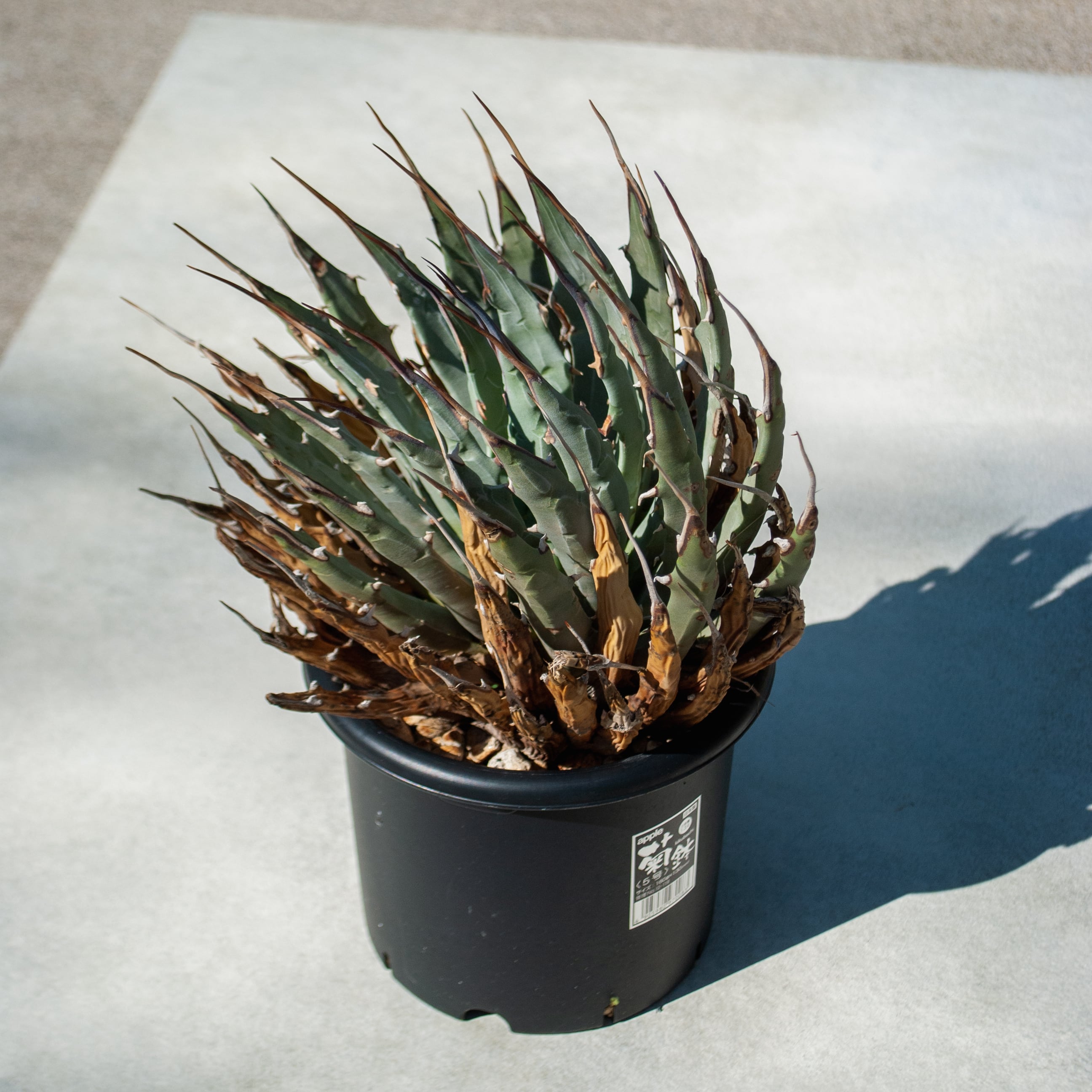 アガベ ユタエンシス エボリスピナ No.2