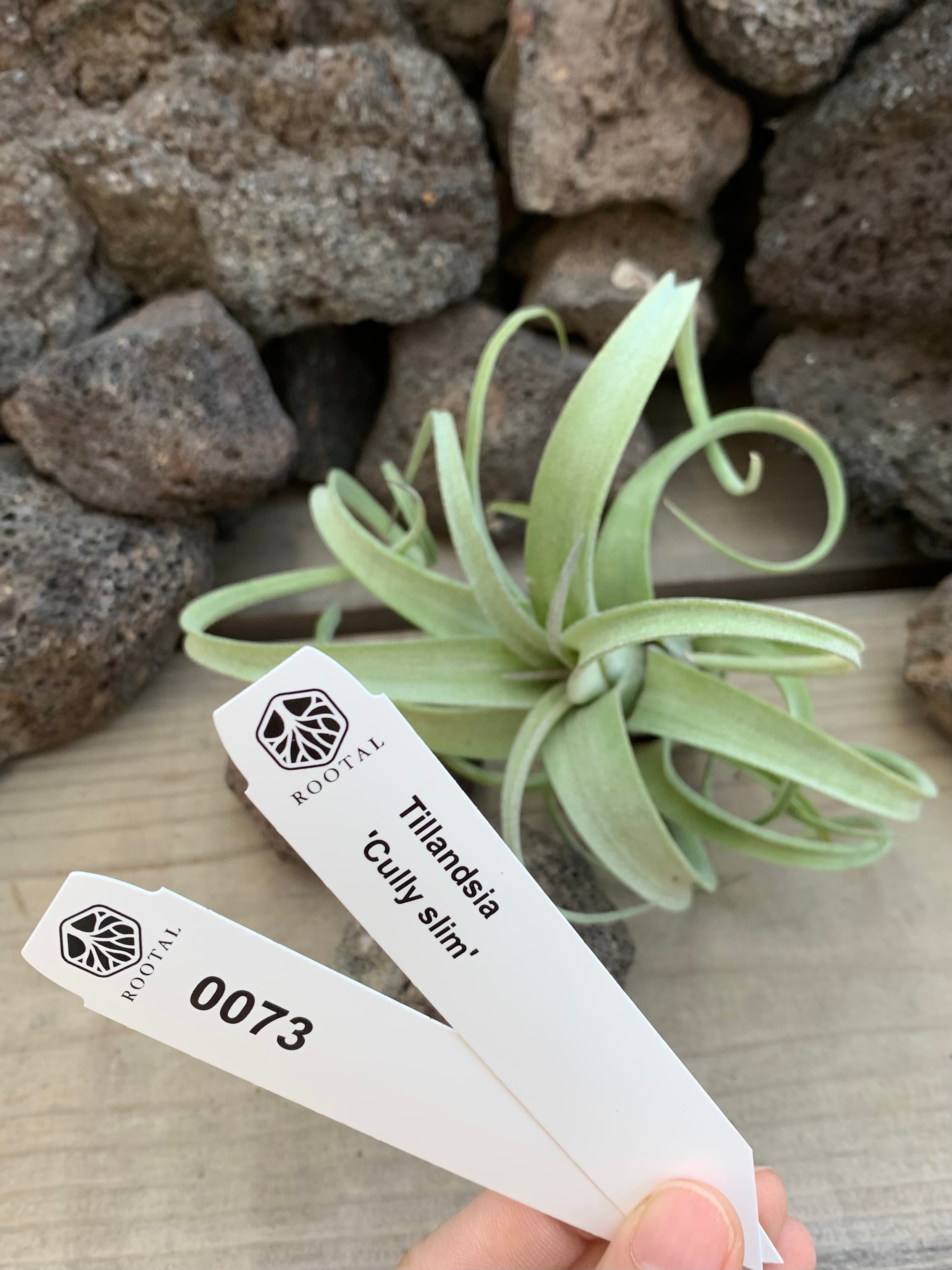 ★0073 チランドシア カーリースリム