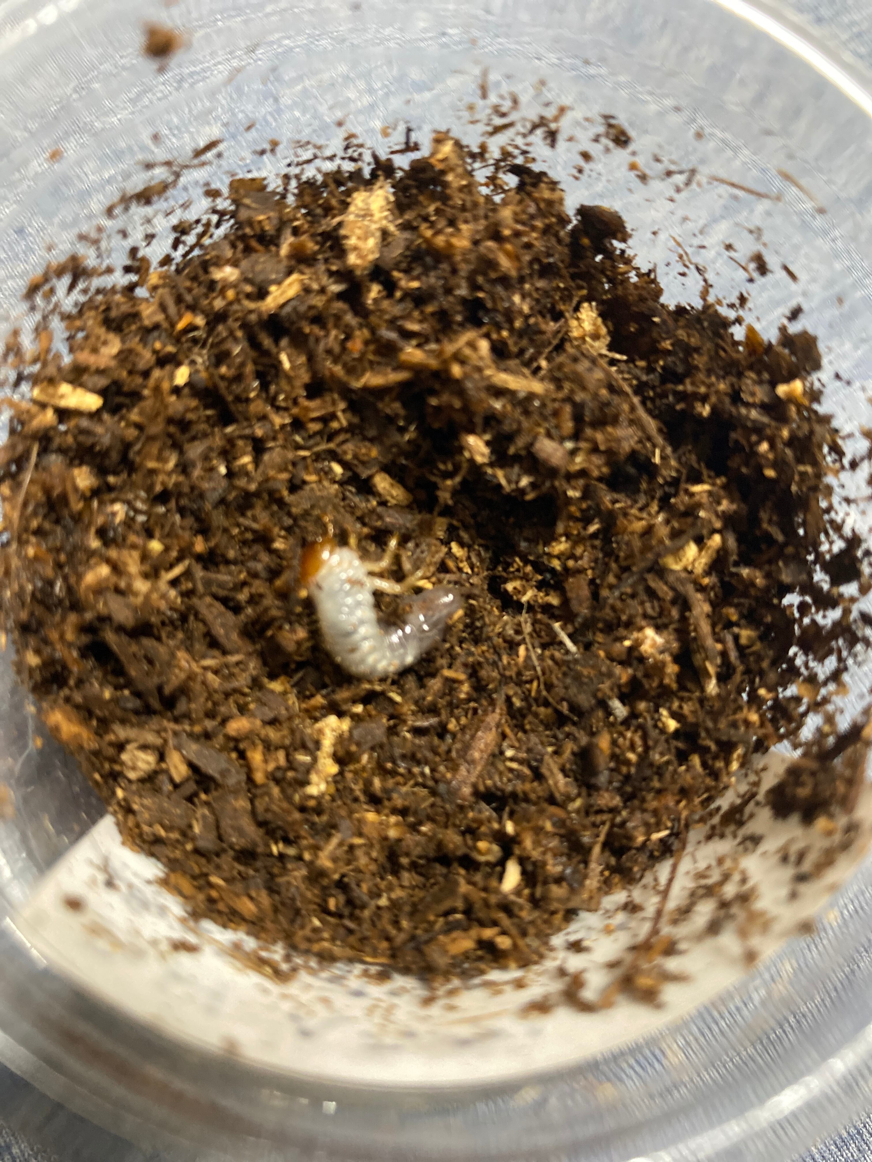 全国送料無料】【送料無料】大型血統 amazonico ヘラクレス 164.5ミリ