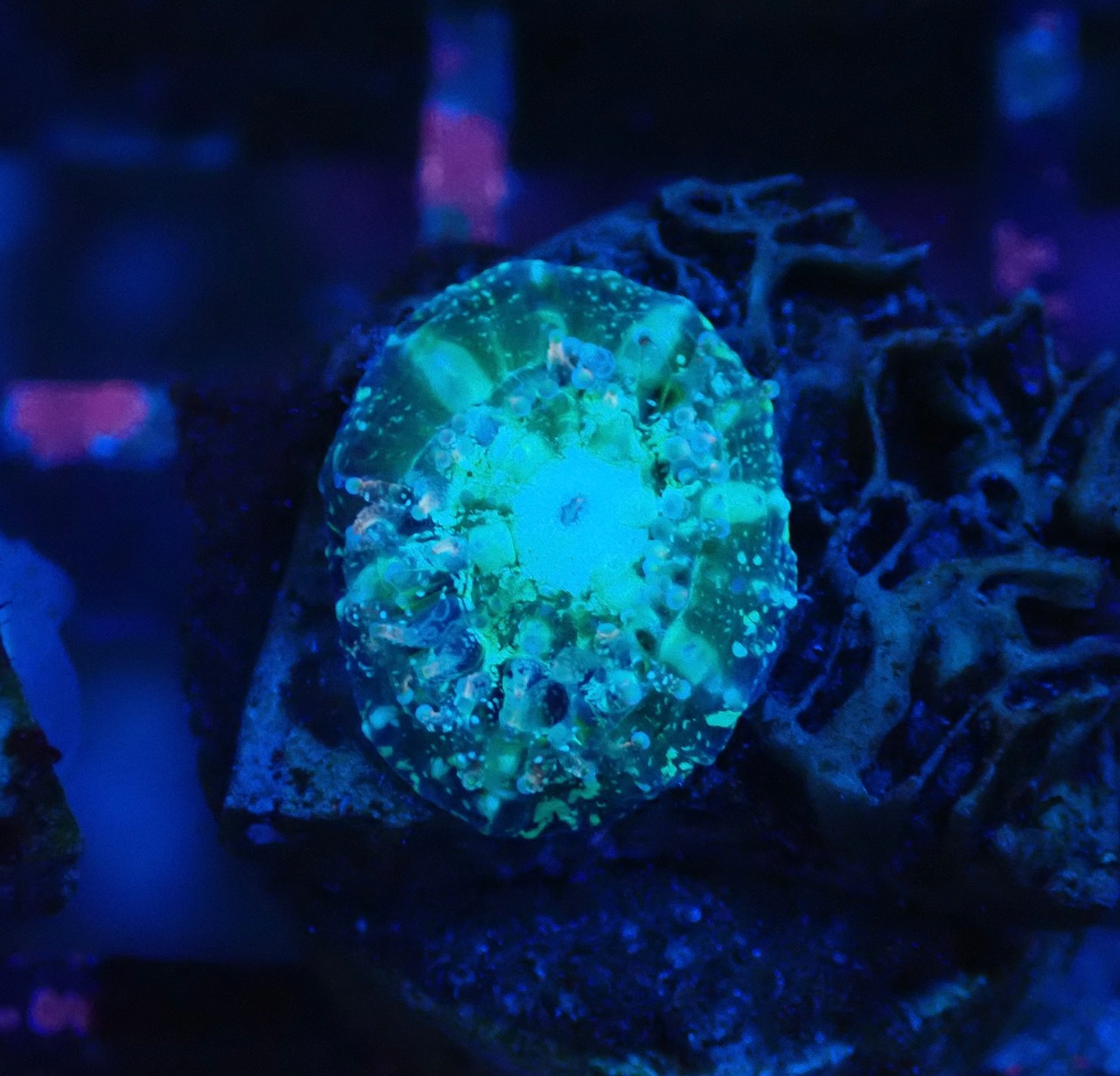 Scolymia Baby "Blue" 3