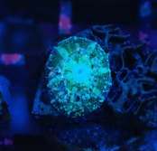 Scolymia Baby "Blue" 3