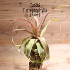 【送料無料】streptophylla L〔エアプランツ〕現品発送T2686