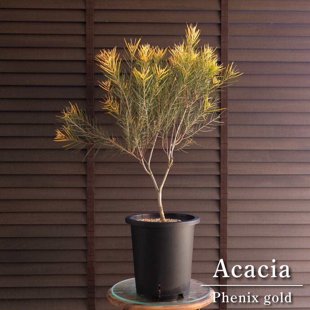 アカシア フェニックスゴールド 7号 Acacia Phenix gold オージープランツ フロリバンダ 庭木 植木 0301BK
