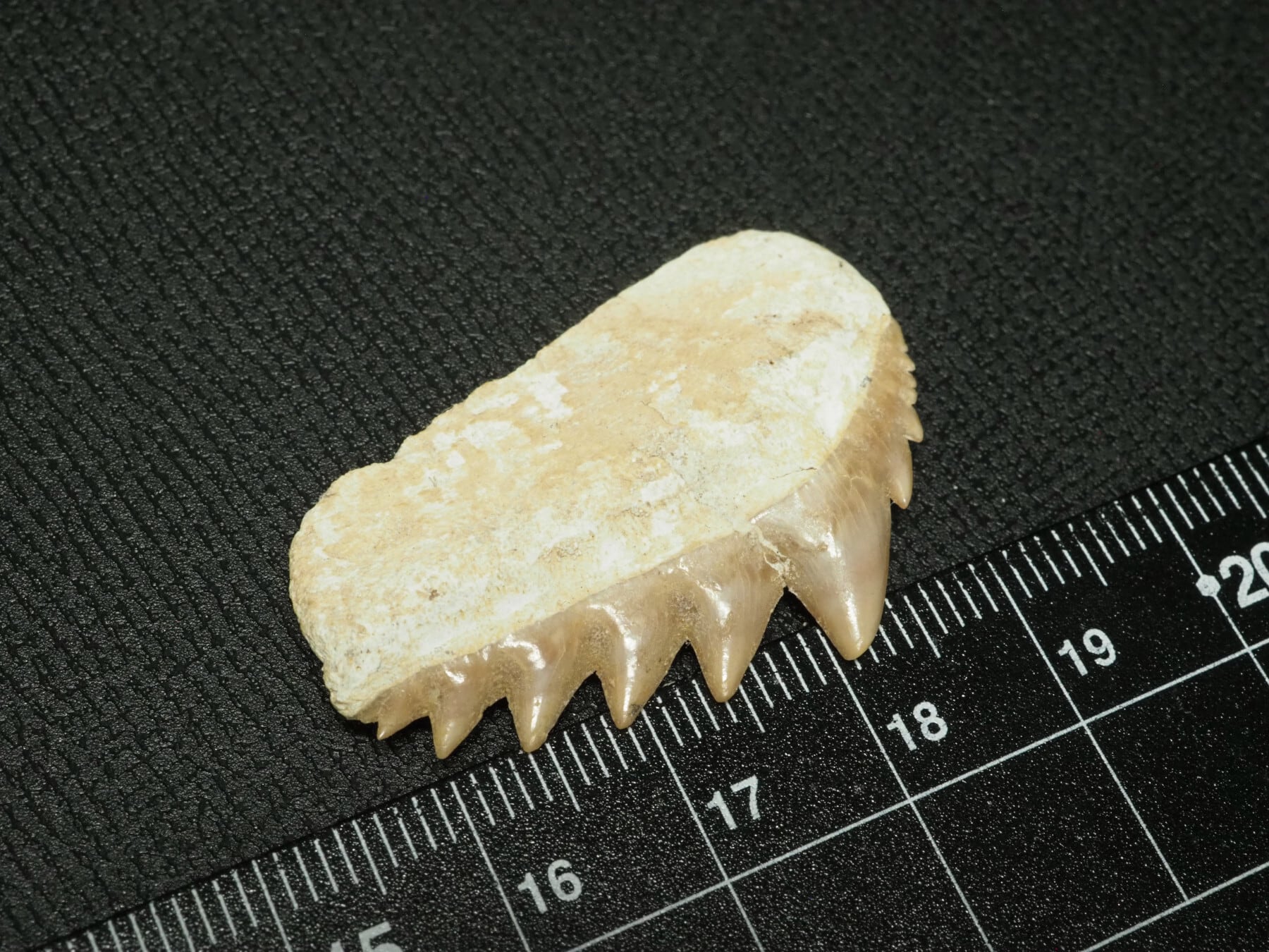 レア種！サメの歯【Notidanodon loozi】【38mm】【3.7g