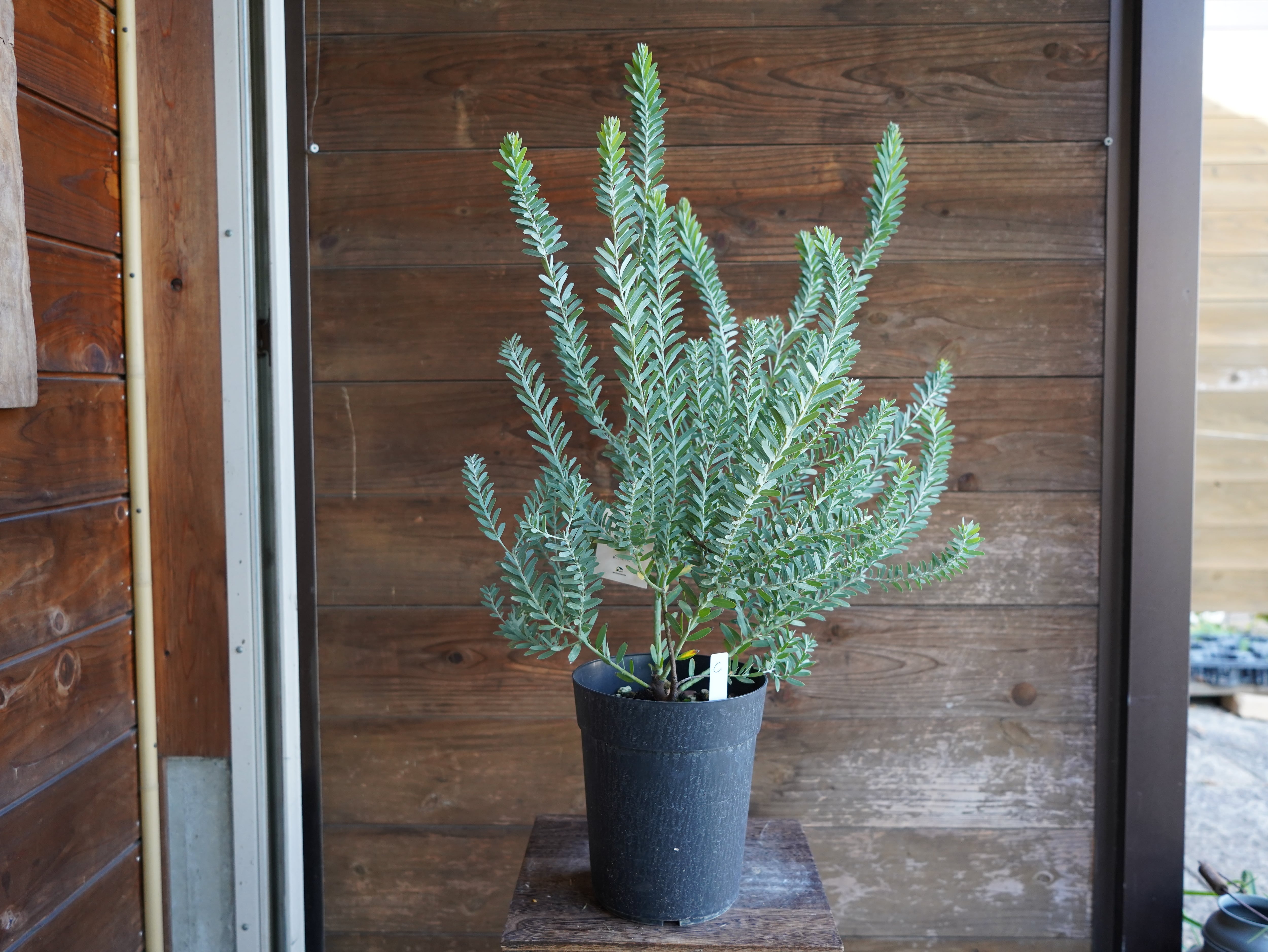 【現物】アカシア　”ブルーブッシュ”　C