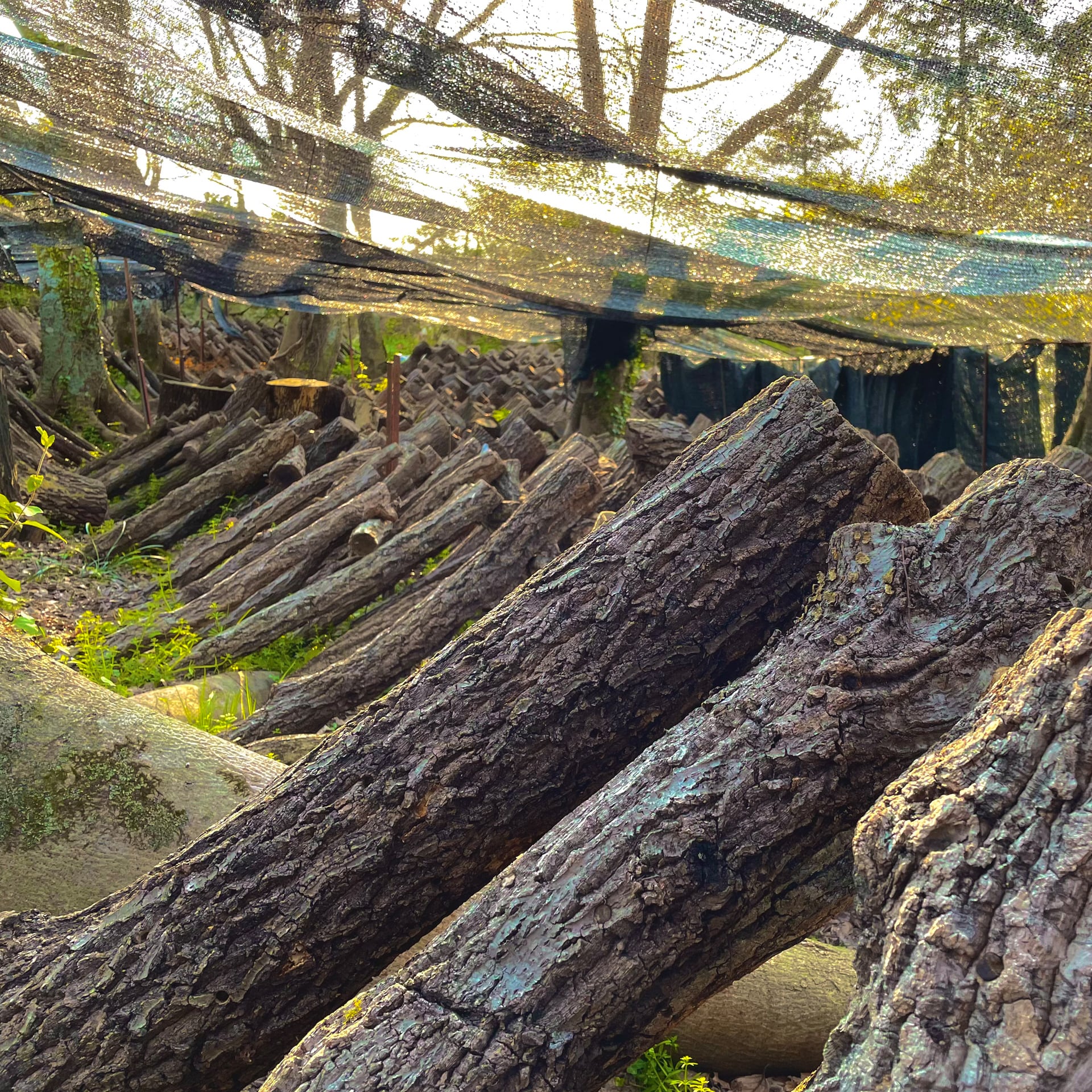 原木椎茸の干し椎茸＜箭木椎茸園＞