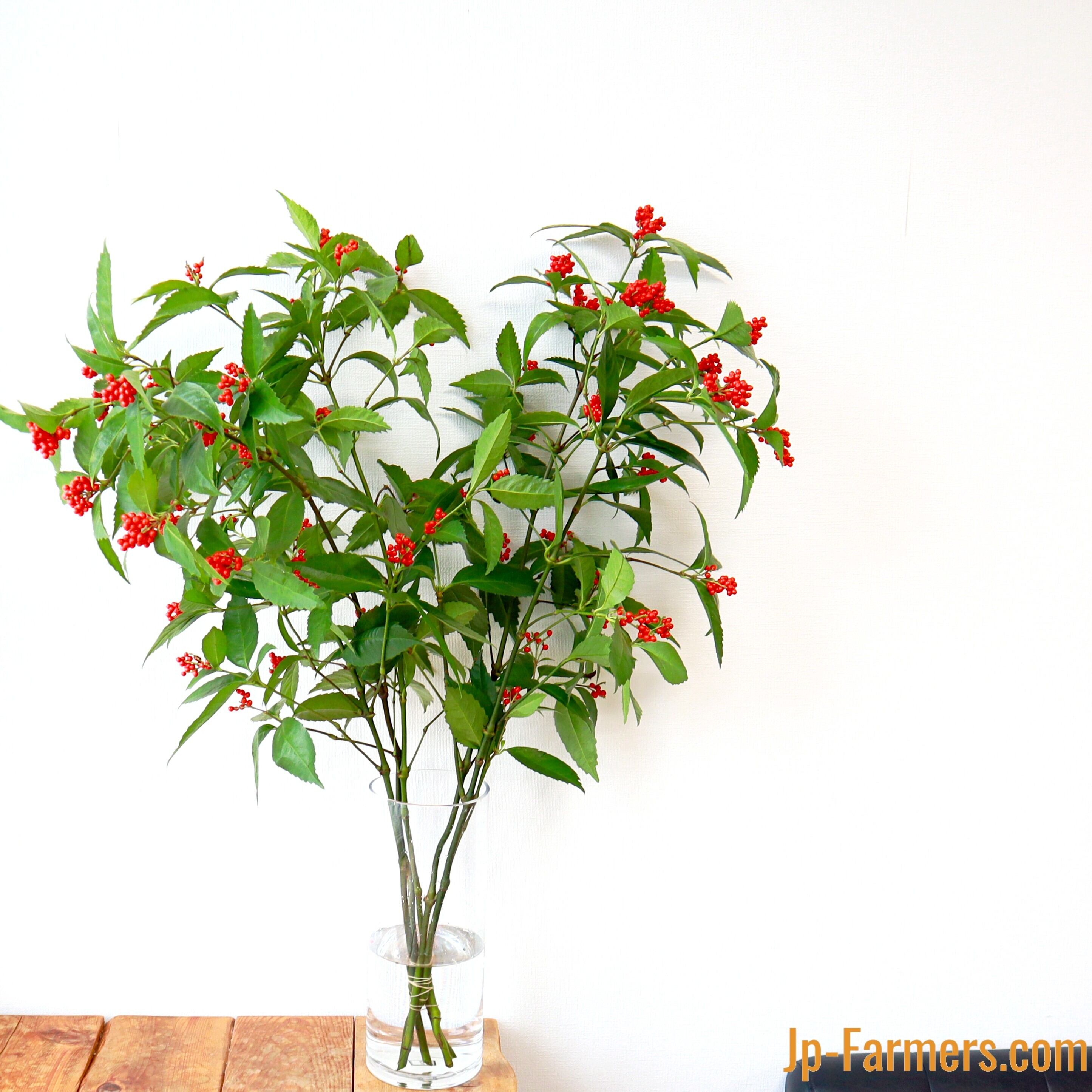 千両 5本で！お正月を飾る縁起もの | 新鮮お花問屋 Jp-Farmers.com