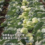 [水餃子]プレーン水餃子 18個入 かぼすポン酢ダレ付き