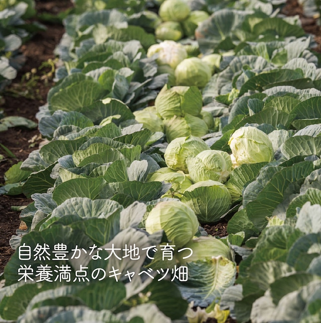 [水餃子]プレーン水餃子 18個入 かぼすポン酢ダレ付き