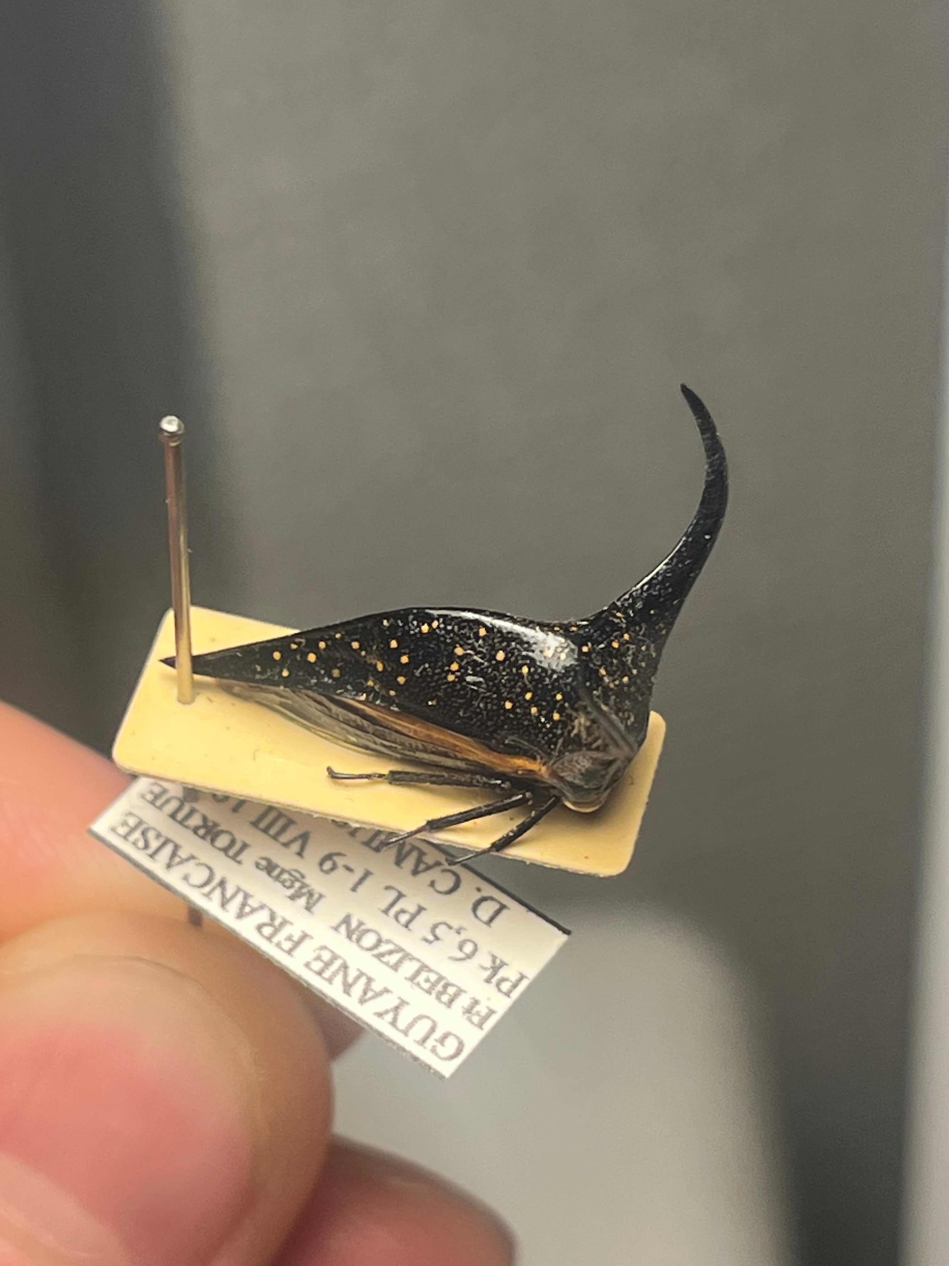 角蝉最大種】Hemikyptha marginata ツノゼミ セミ ホタル 蛍 タマムシ