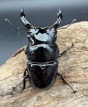 《レギウスオオツヤクワガタ 69mm ♂♀♀トリオ》