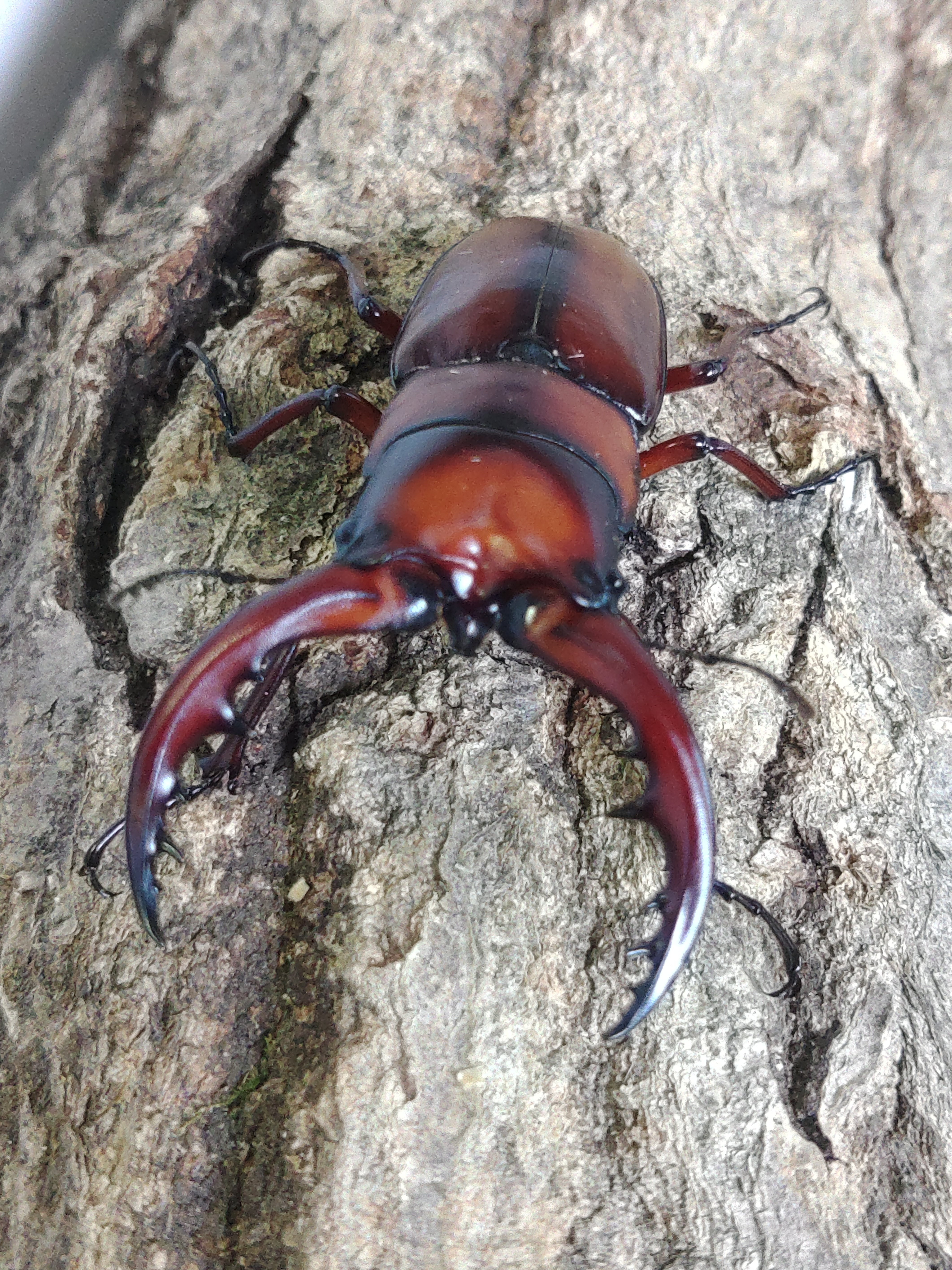 色残抜群】トゲアクマツユムシ リオック 直翅類 カマキリ マンティス