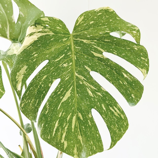希少 斑入り モンステラ タイコンステレーション 2株植え 観葉植物 calm cafe
