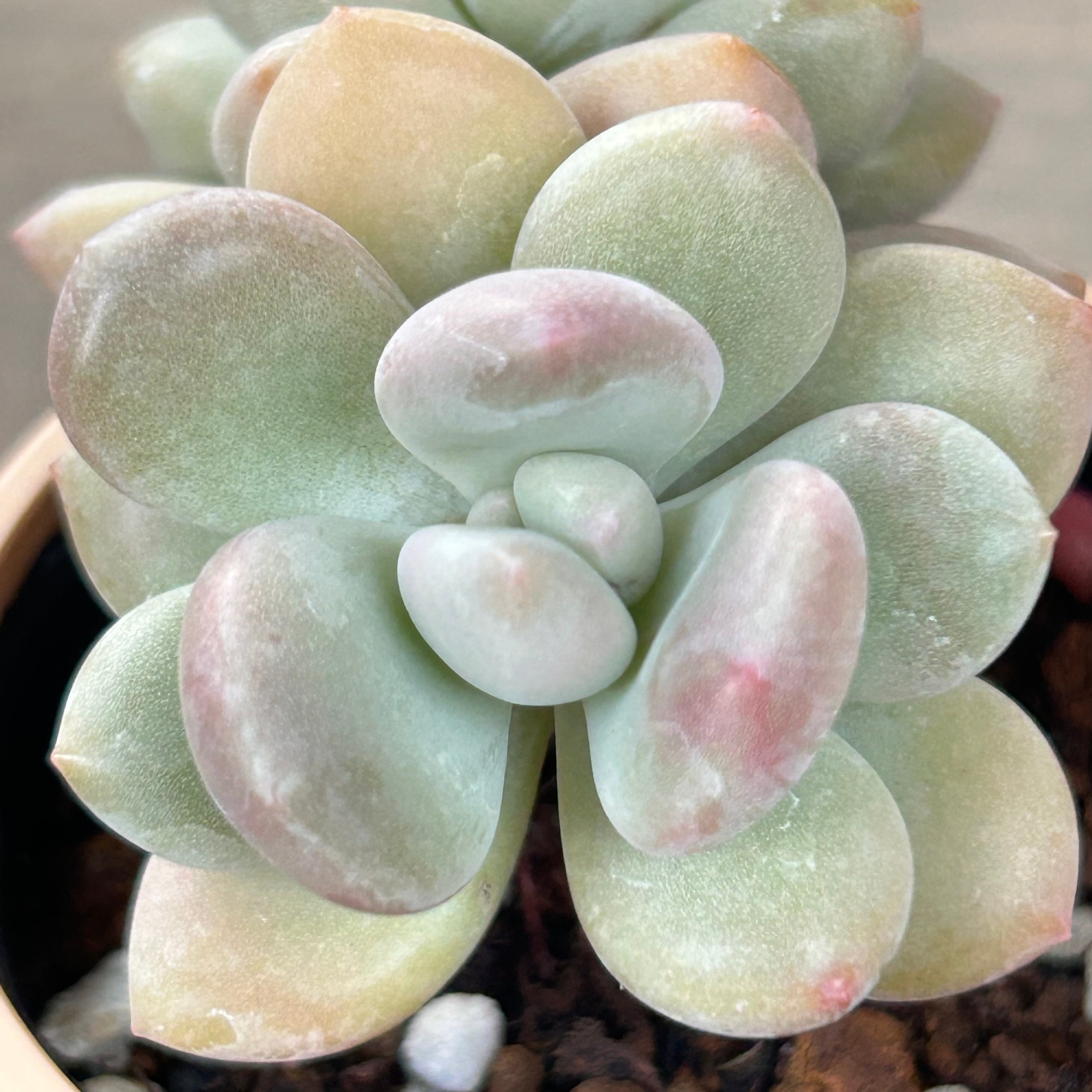 多肉植物　レア　天地　韓国苗 c1f96120572144145917e4acb29ebb