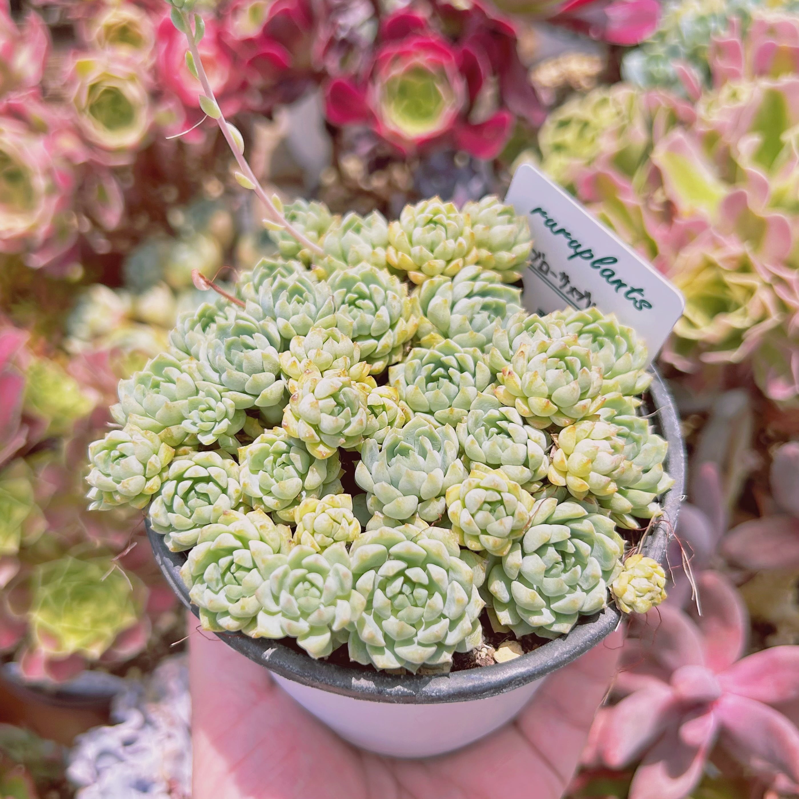 #221現物　多肉植物　グロブローサxブルーミニマ　抜き苗　