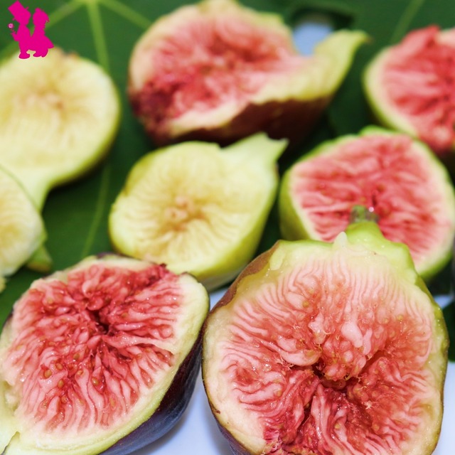 今期完売 イチジク ビオレ ソリエス一文字仕立て3年生 園芸農家イシヅキちゃんねるショップ