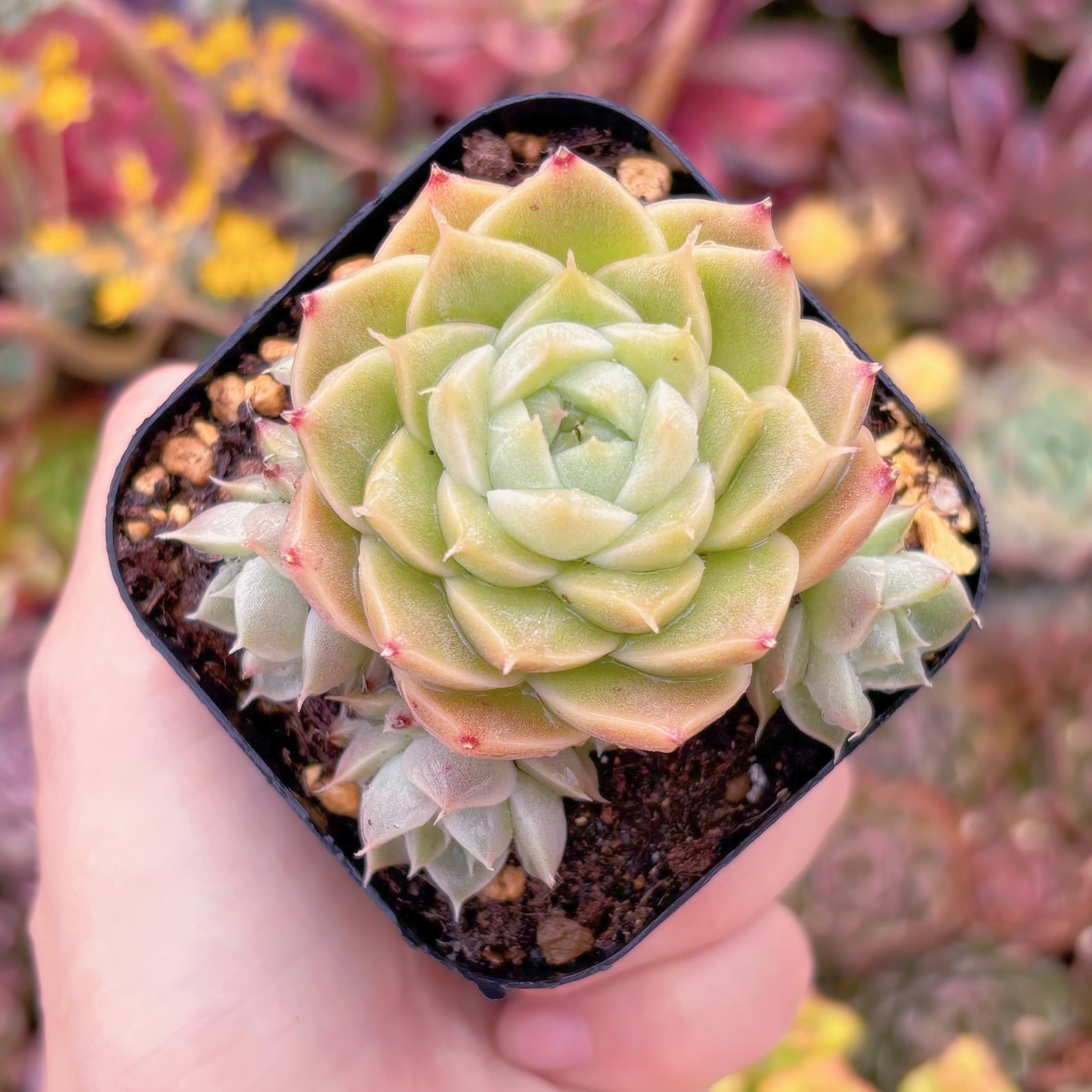 現品　コラジ#651　るる農園